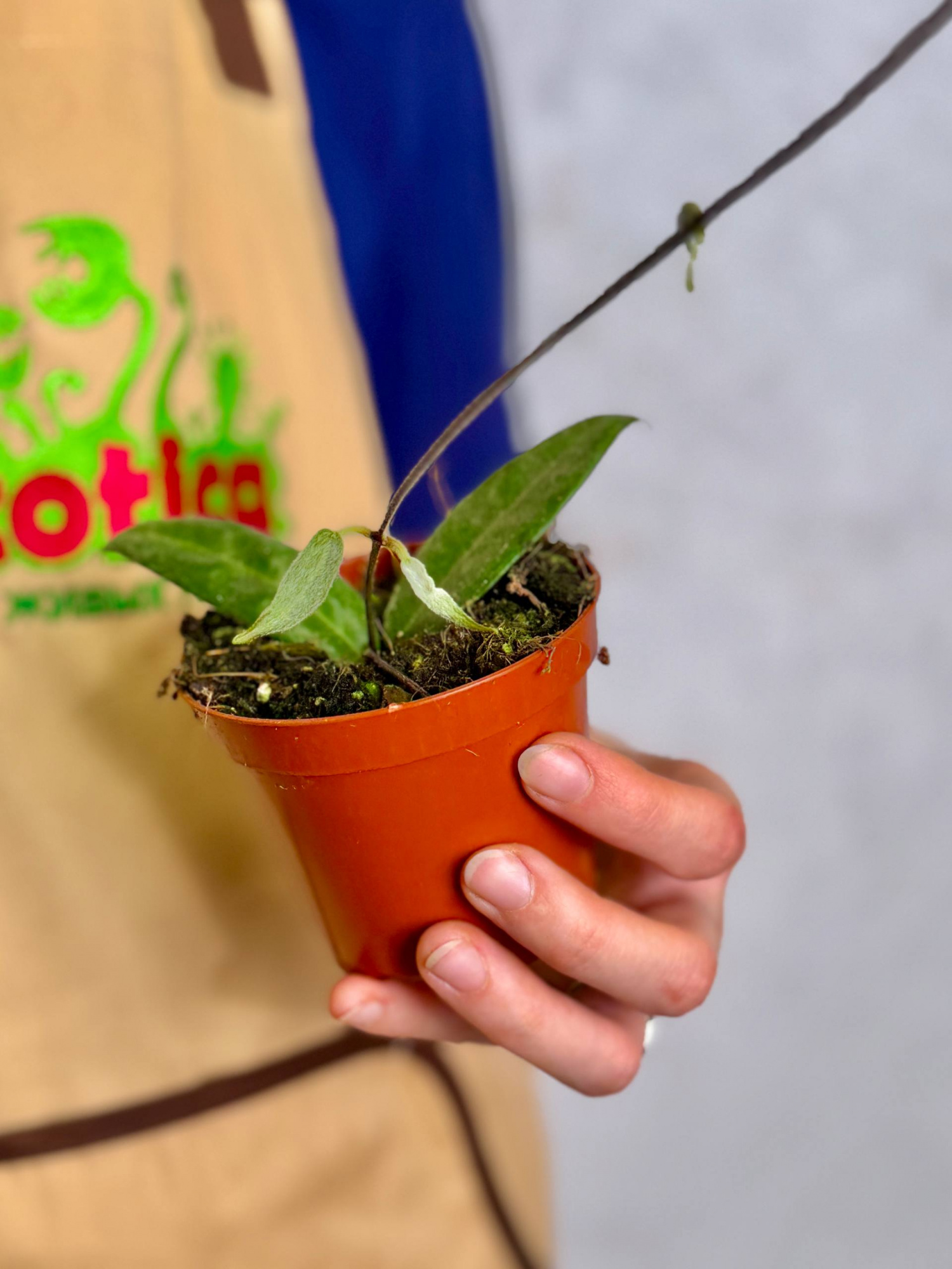 Хойя Гиполазия (Hoya Hypolasia) D8см