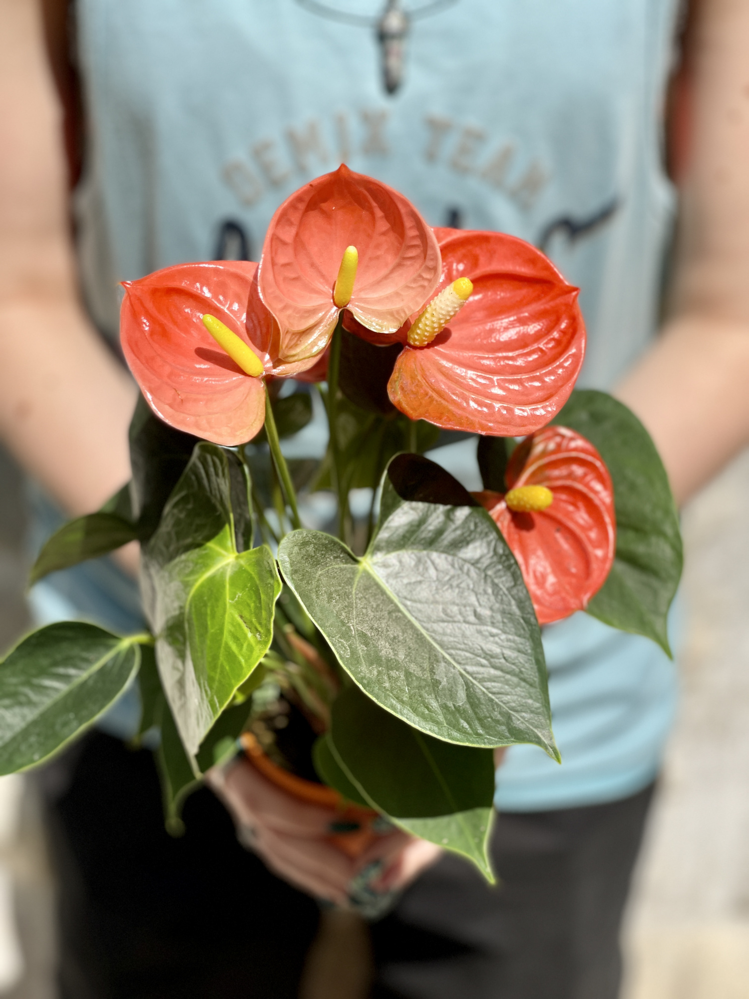 Антуриум Андре Оранжевый (Anthurium Аndraeanum Orange) D9см