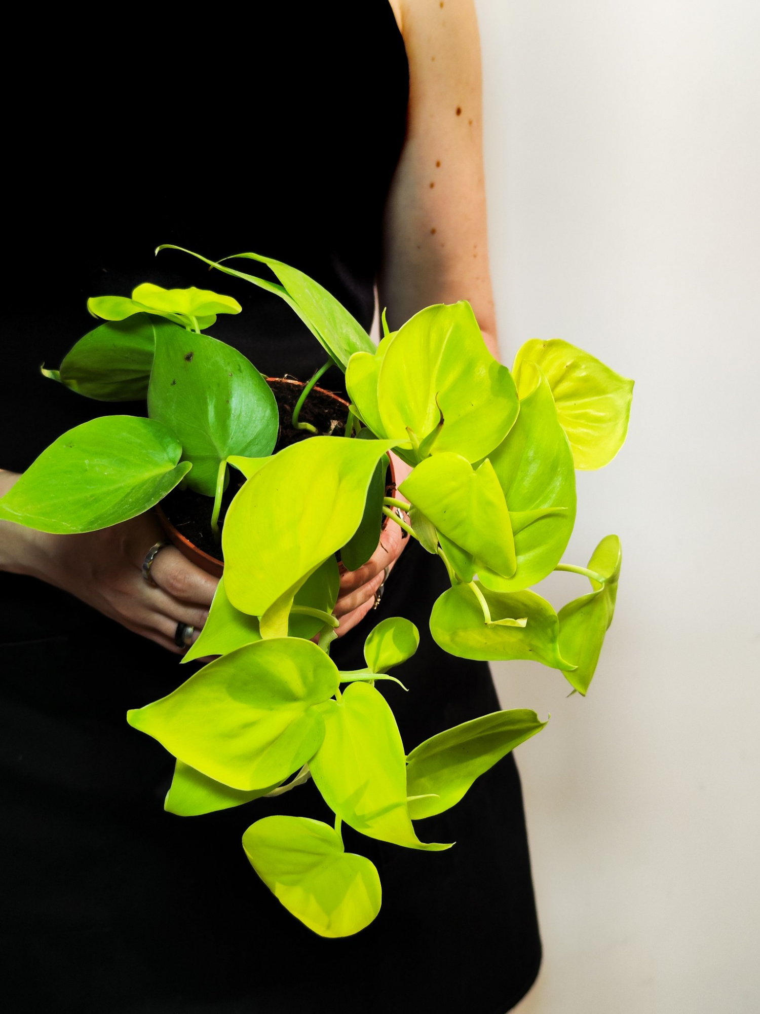 Филодендрон Сканденс Неон Лайм (Philodendron Scandens Neon Lime) D12см