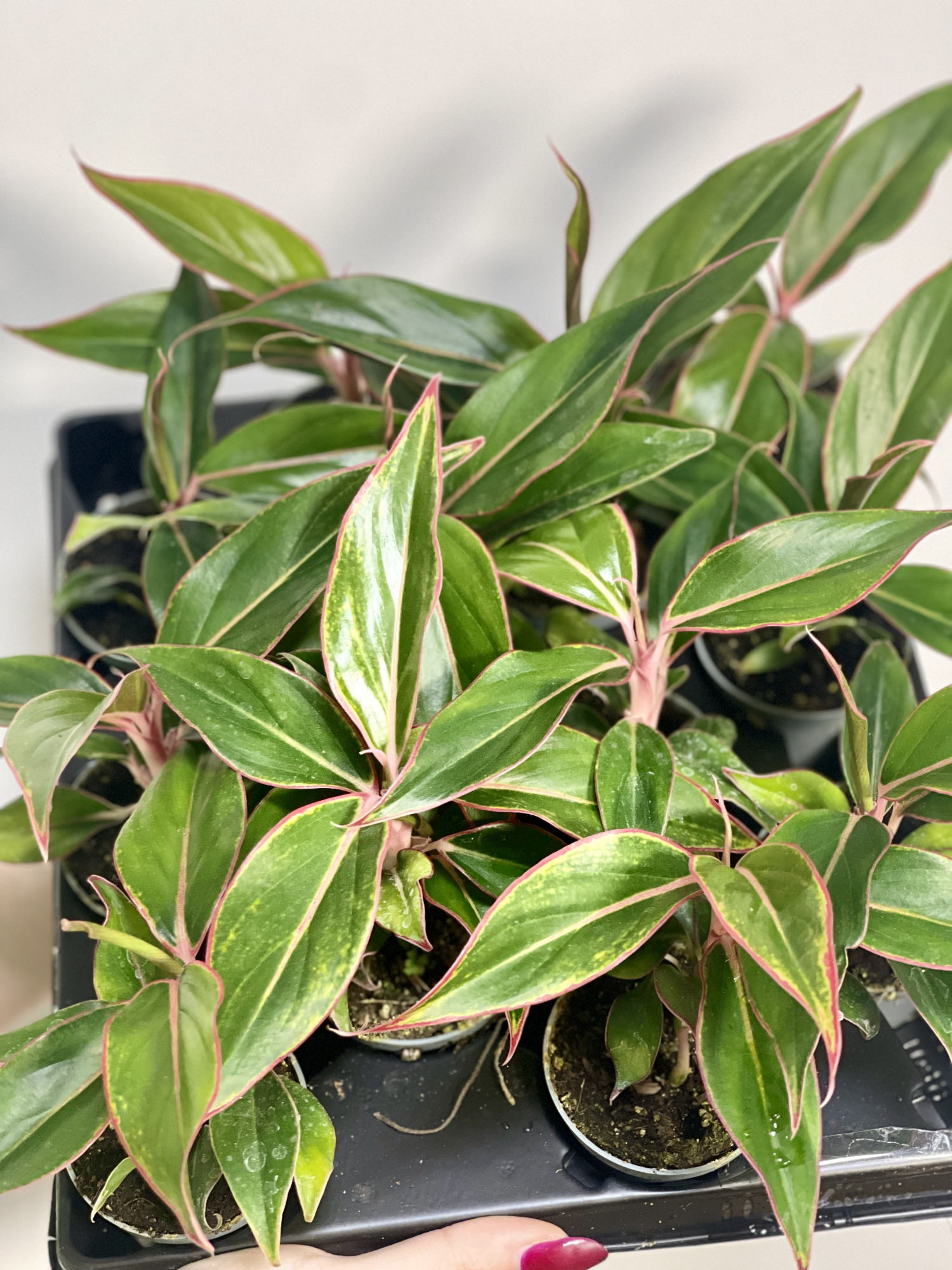 Аглаонема Сиам Аврора (Aglaonema Siam Aurora) D6см