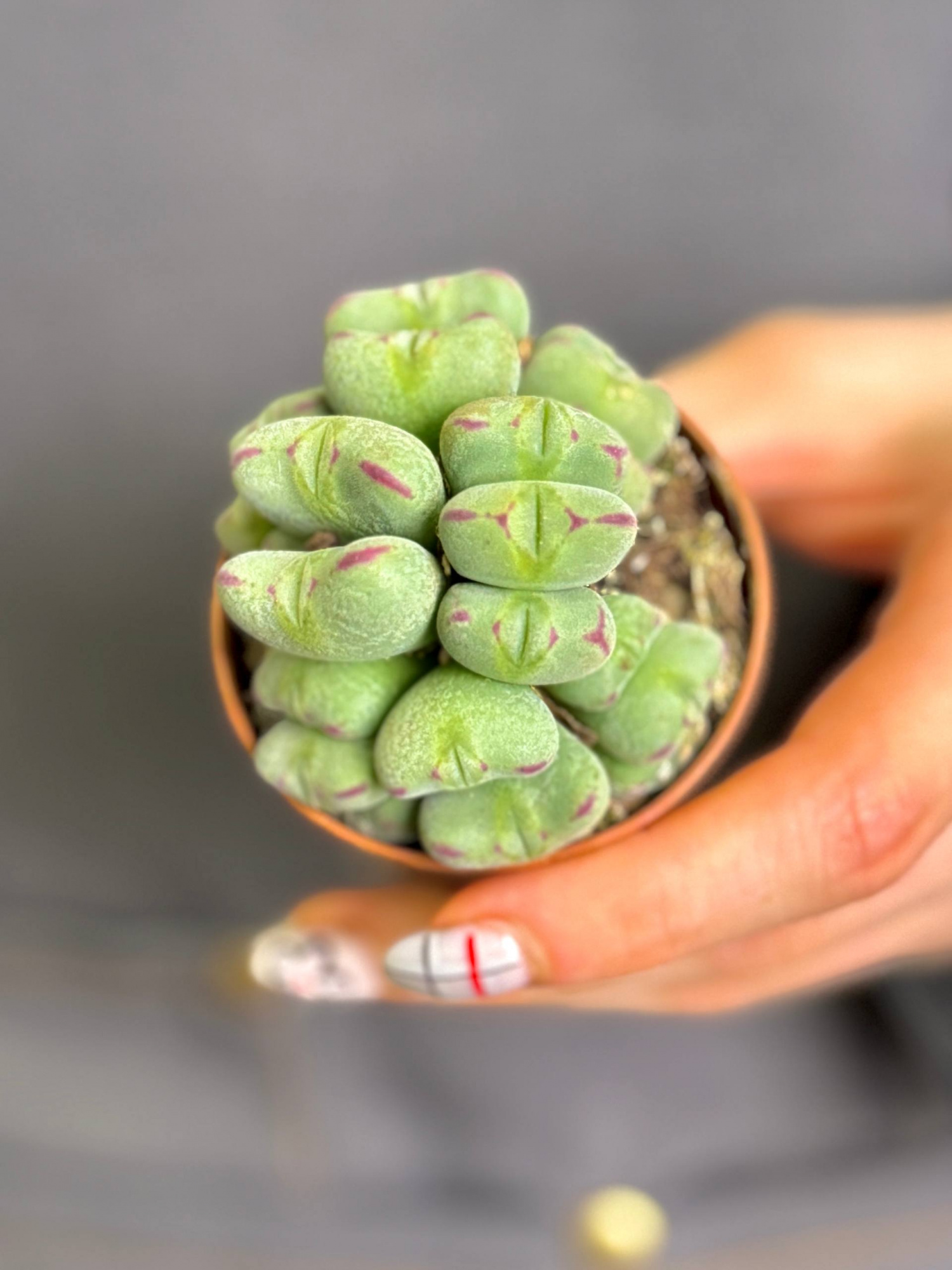 Конофитум Мейера (Conophytum meyeri) D5см