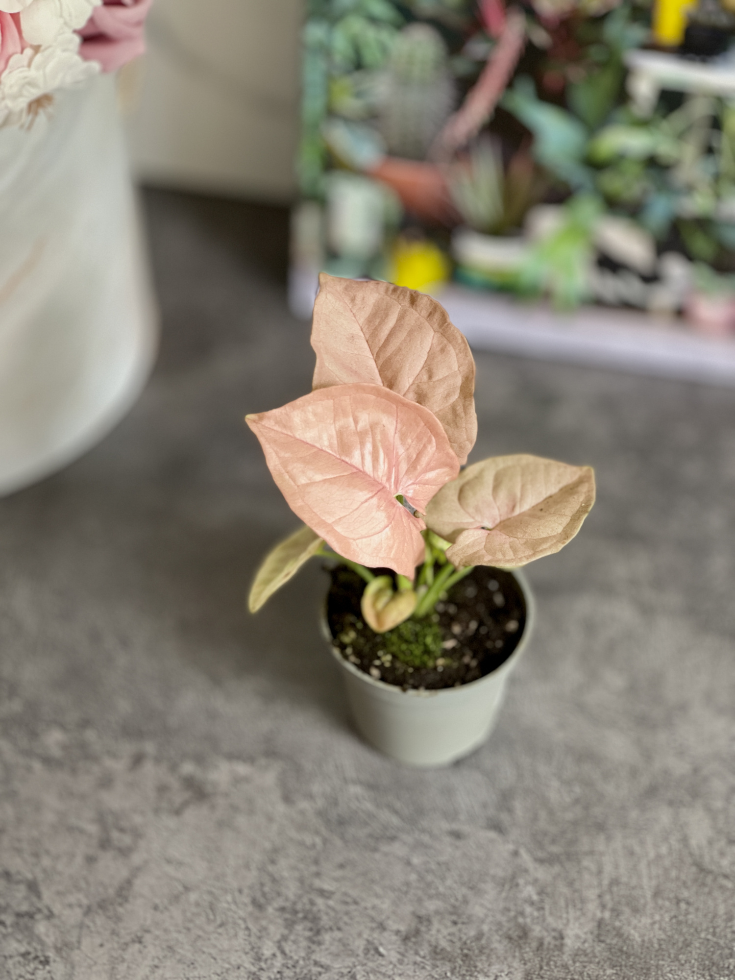 Сингониум Неон (Syngonium Neon) D6см