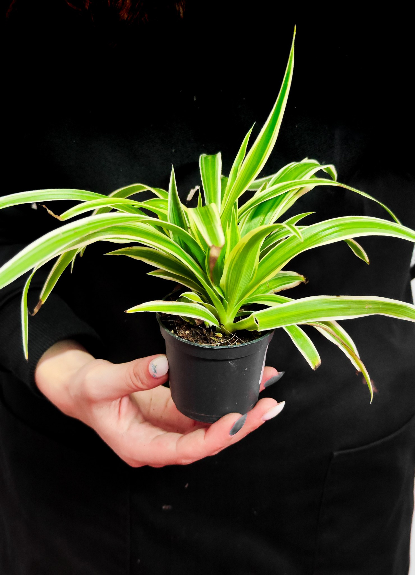 Хлорофитум Океан (Chlorophytum Ocean) D7см