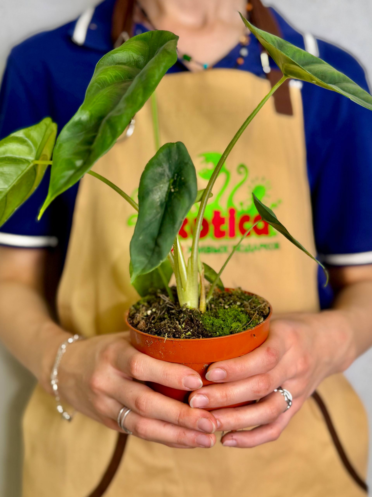 Алоказия Венуста (Alocasia Venusta) D8см