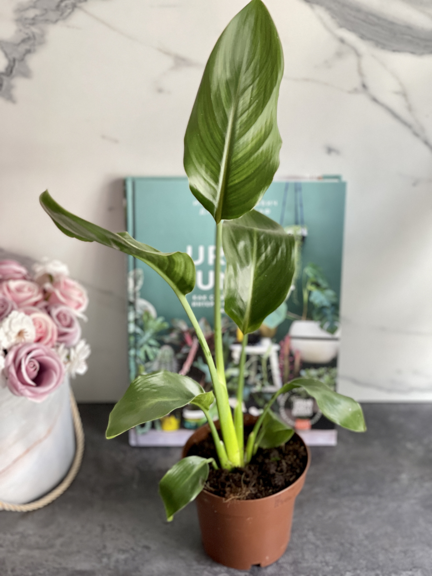 Стрелиция Регина (Strelitzia Reginea) D12см