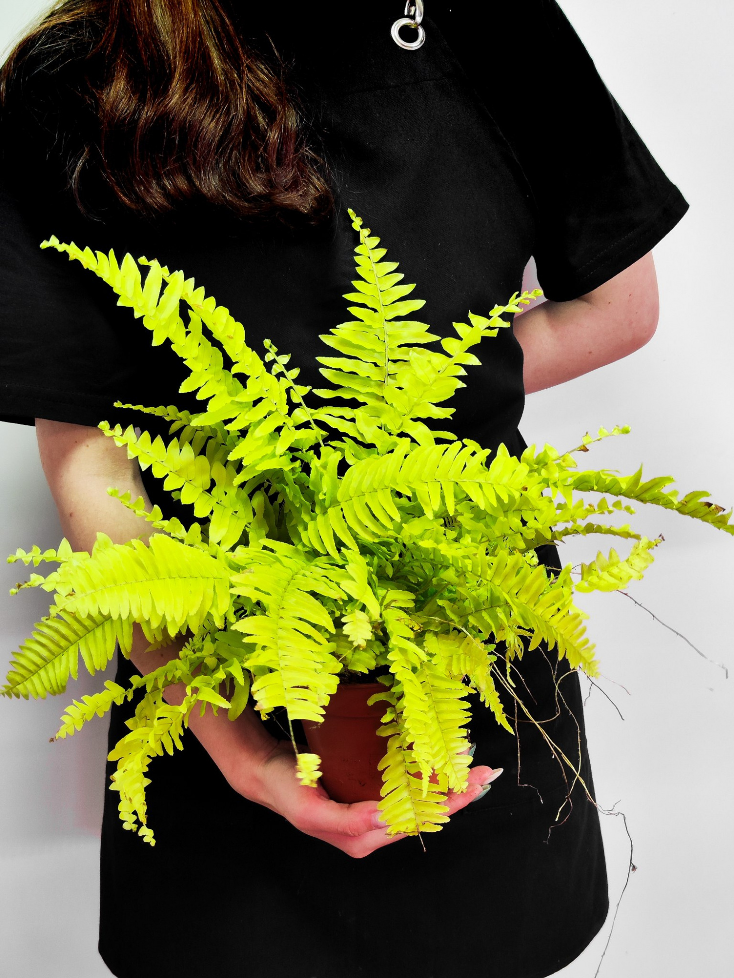 Нефролепис Блонд (Nephrolepis Blonde) D12см