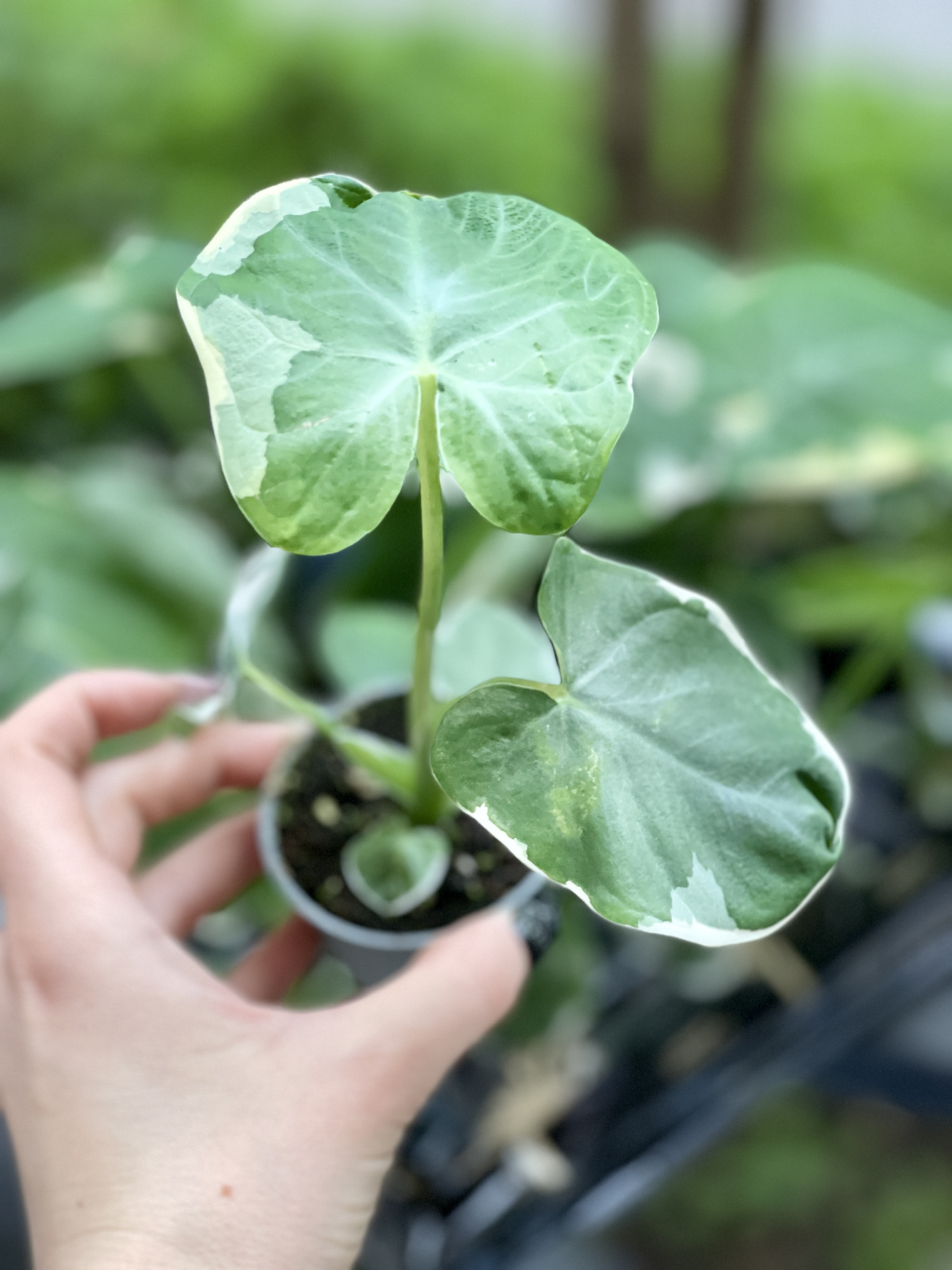 Алоказия Ксантозома Микки Маус (Alocasia Xanthosoma Mickey Mouse) D6см
