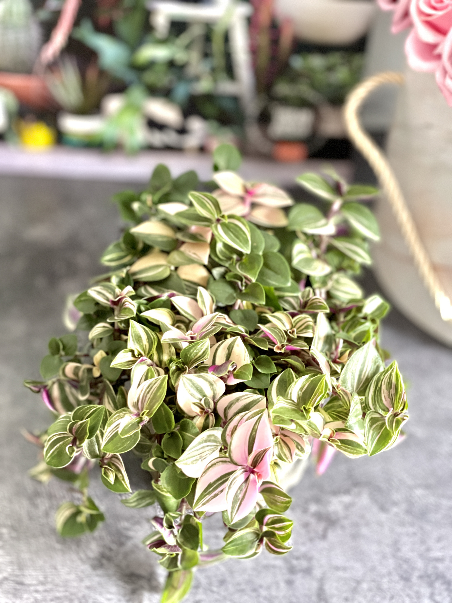 Традесканция Флюминенсис Триколор (Tradescantia Fluminensis Tricolor) D10см