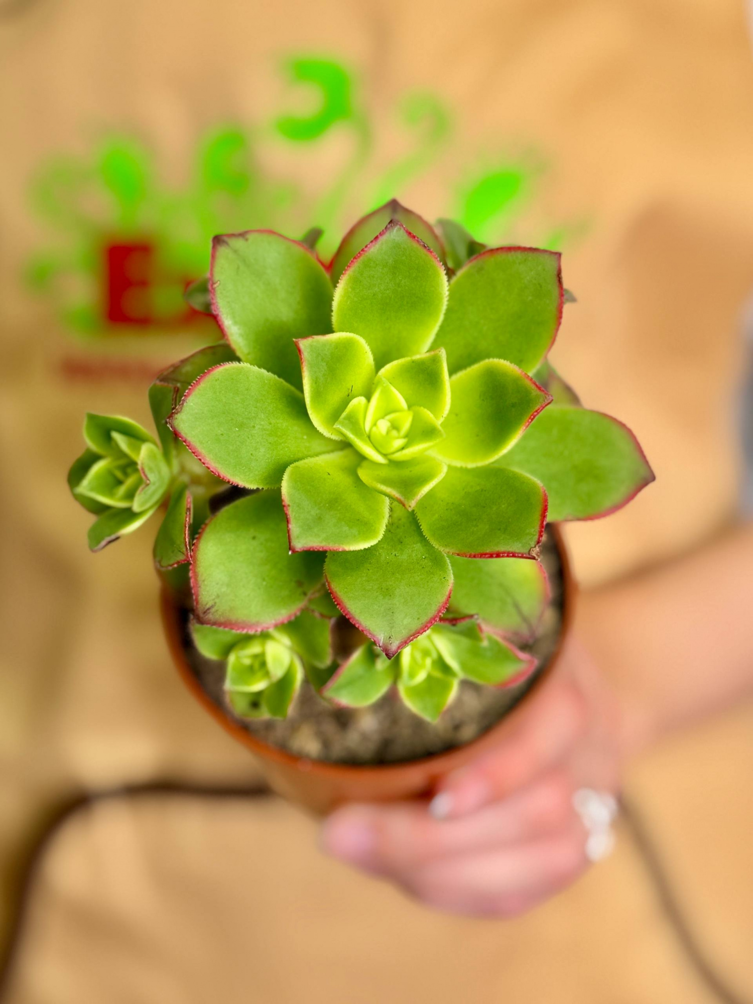 Эониум Киви (Aeonium Kiwi) D8,5см