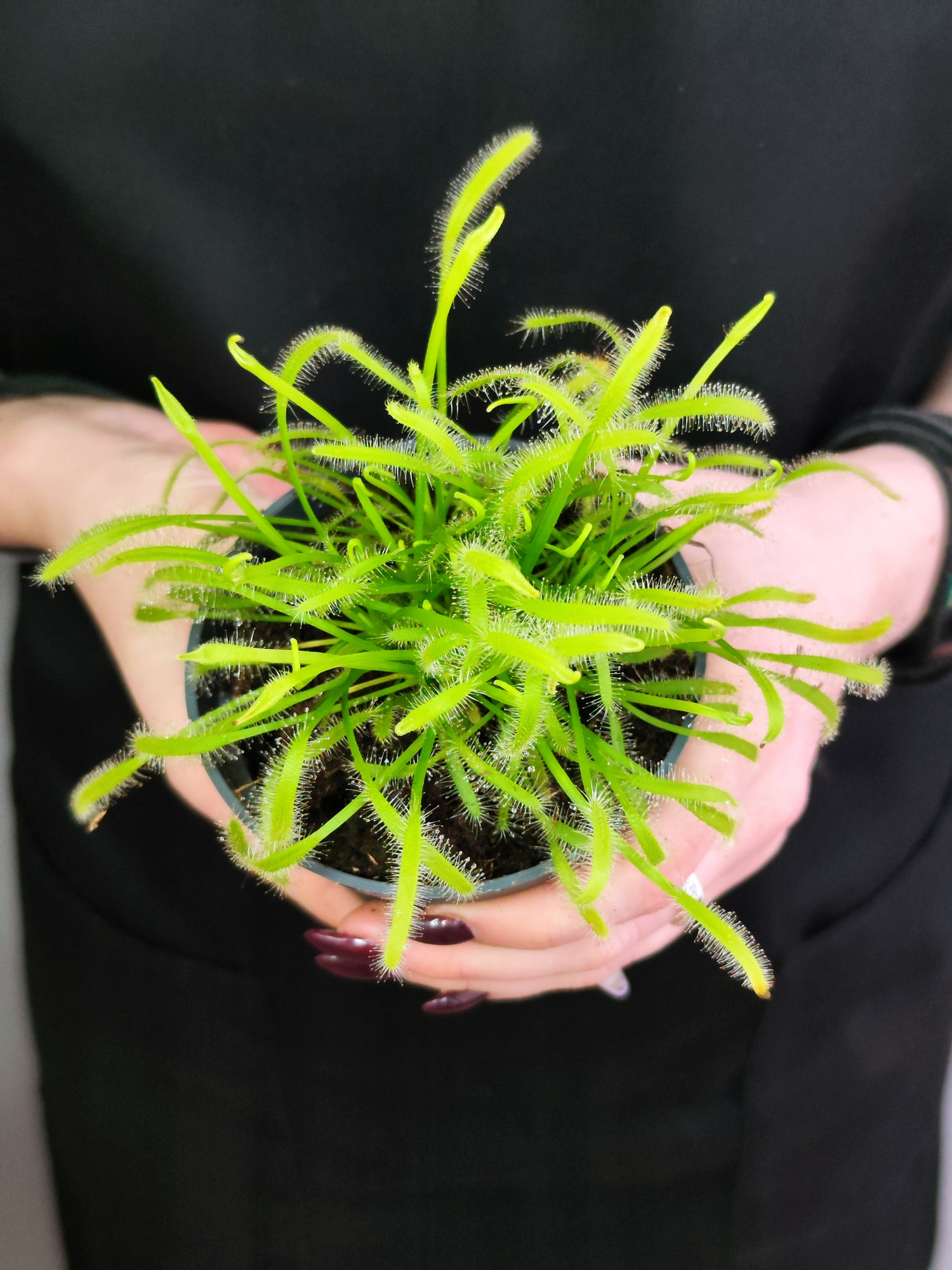 Росянка Альба (Drosera Alba) D9см