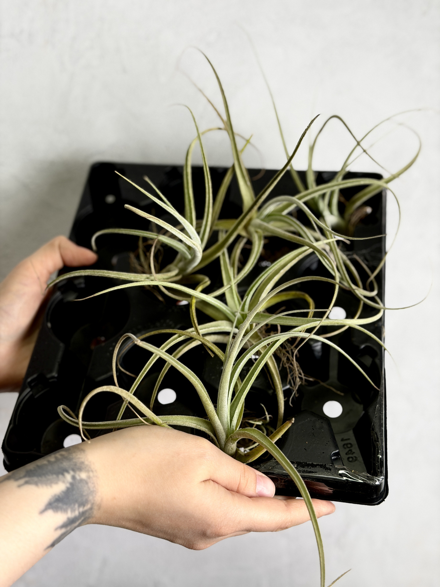 Тилландсия Эксерта Фацикулата (Tillandsia Exserta x Fasciculata)