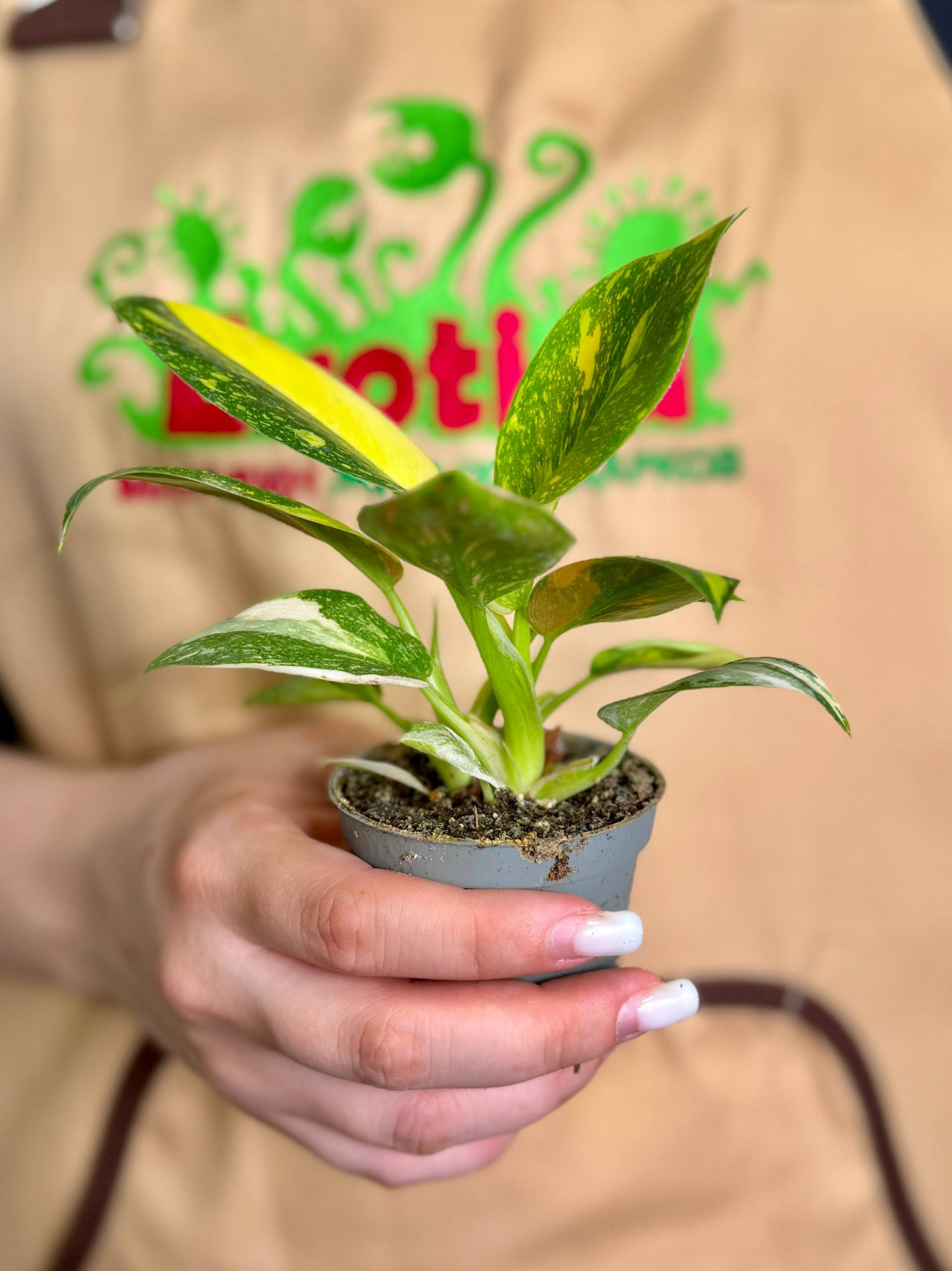 Филодендрон Грин Конго Вариегата (Philodendron Green Congo Variegata) D6см