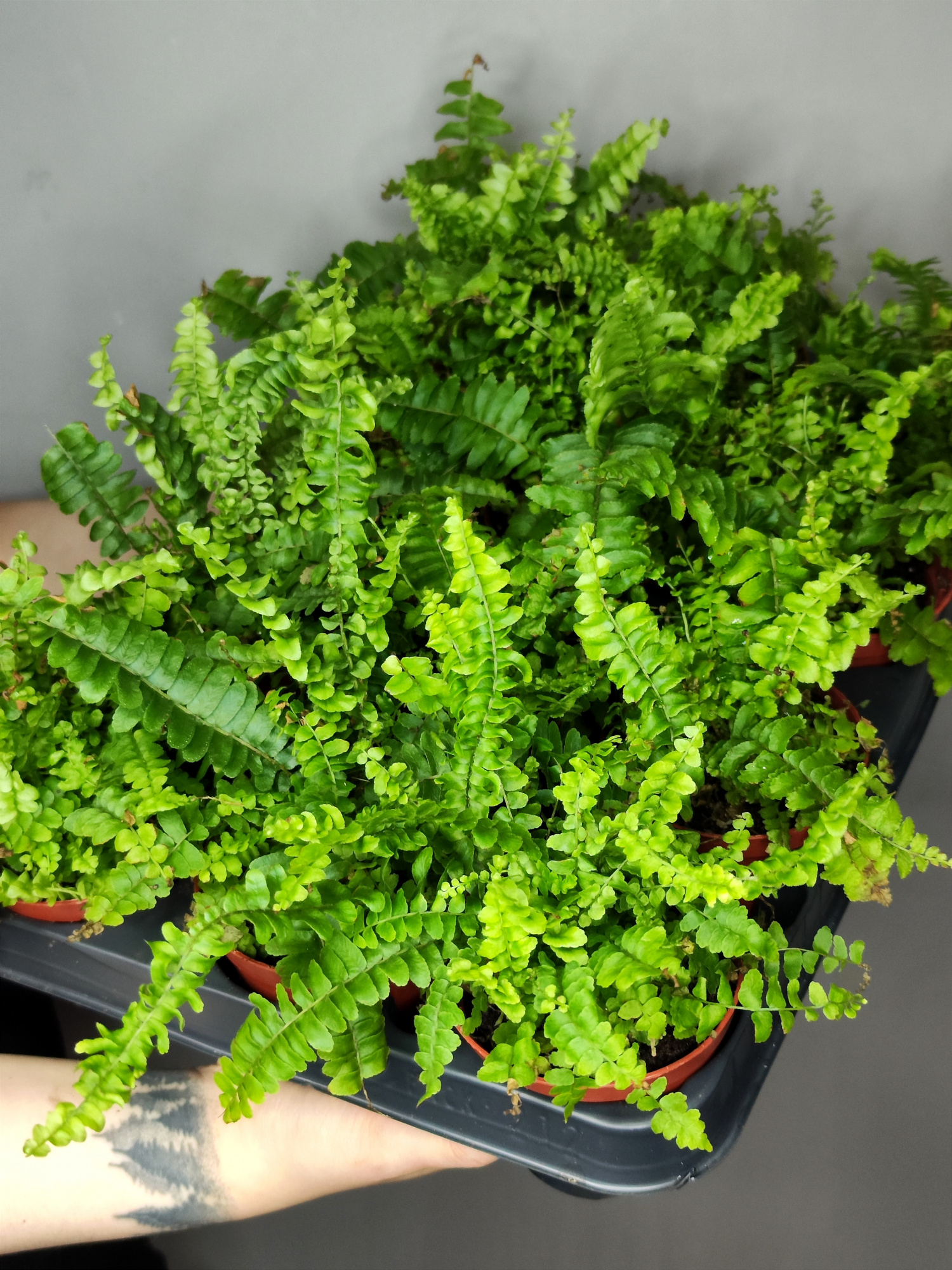 Папоротник Нефролепис Блю Белл (Nephrolepis Blue Bell) D8,5см