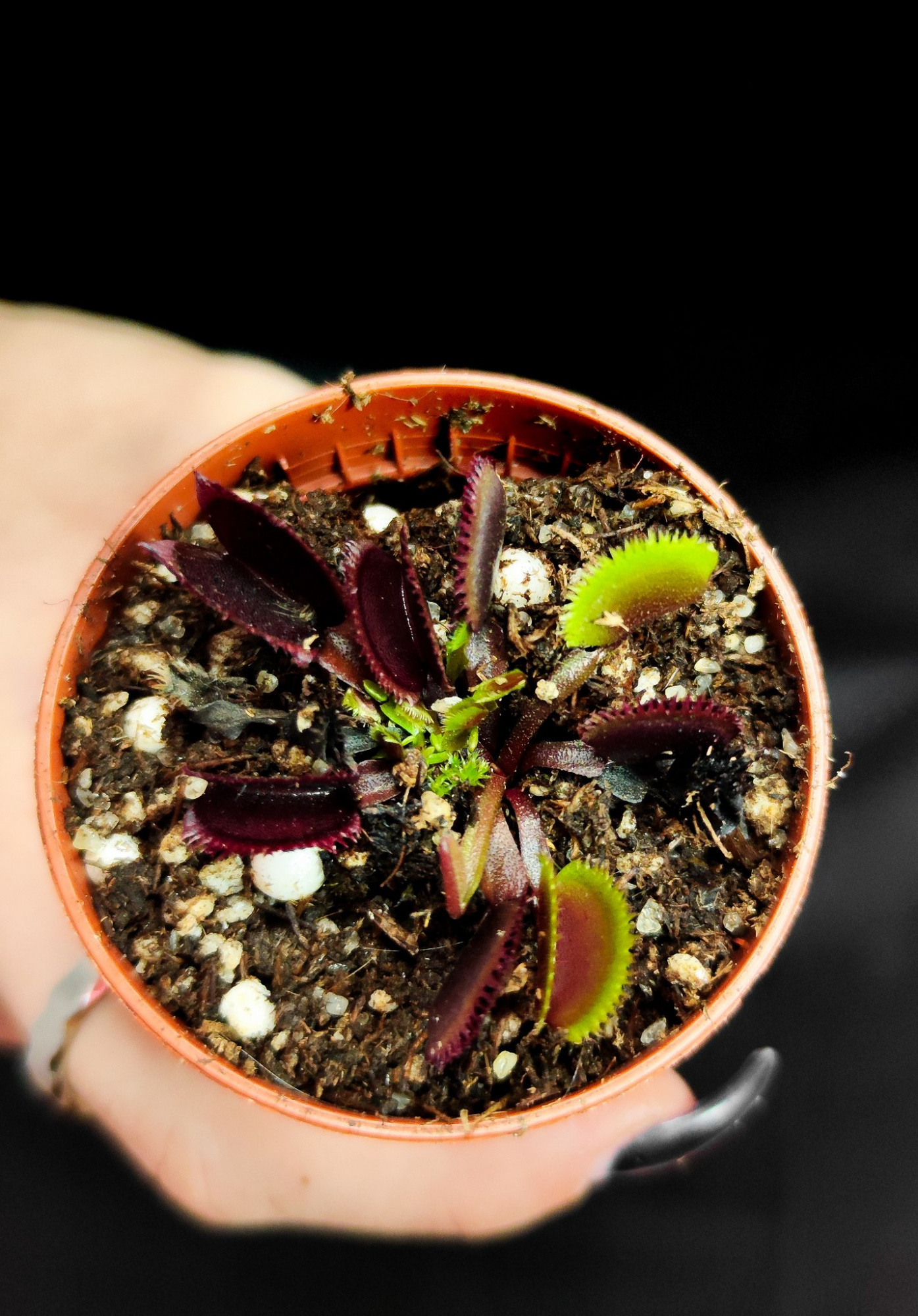 Венерина Мухоловка "Красная Пилообразная" (Dionaea Muscipula "Red Sawtooth") D5см
