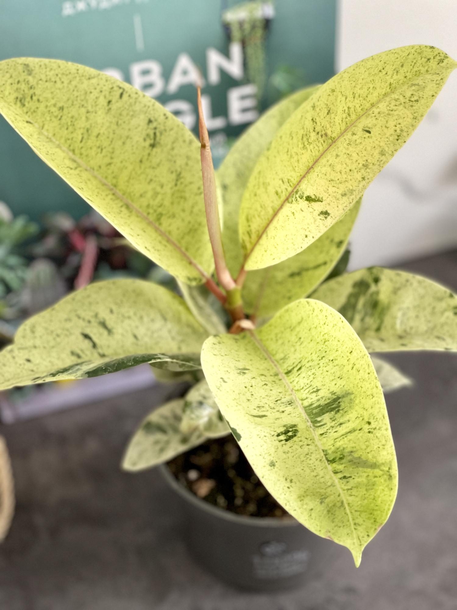 Фикус Вариегатный Эластика Шрайвериана (Ficus Elastica Shivereana) D10см