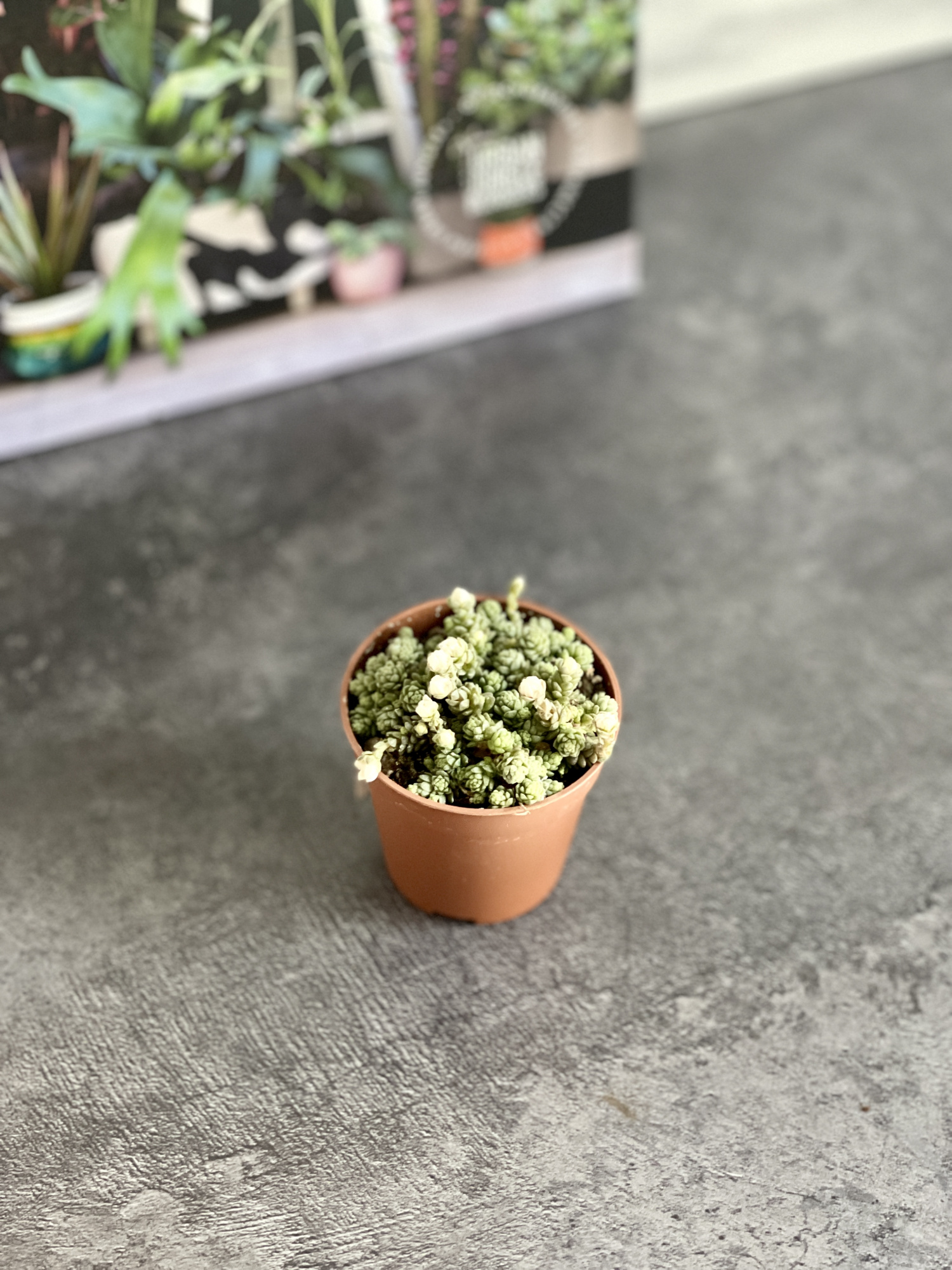 Седум Компактум (Sedum Compactum Rose) D5см