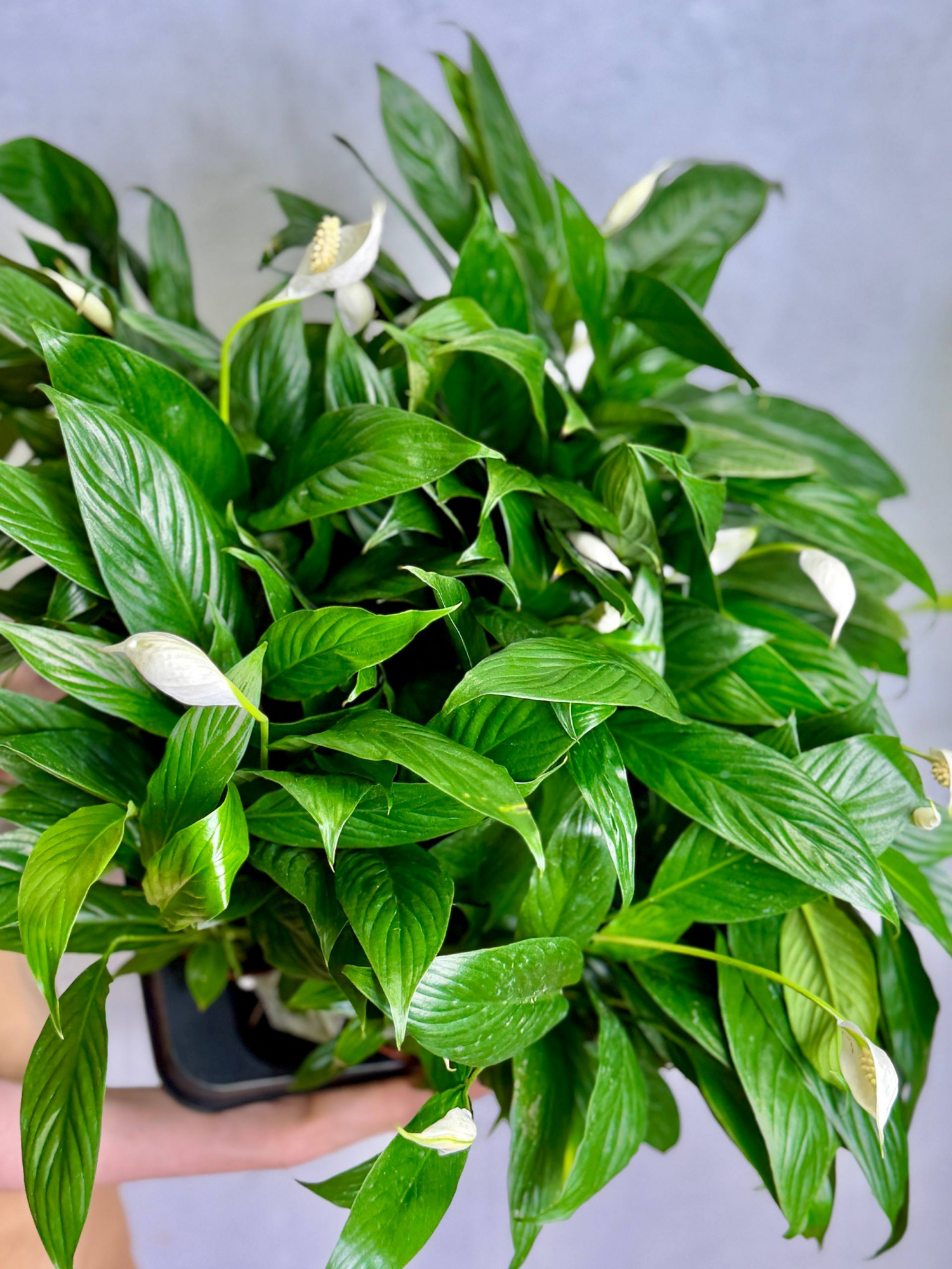 Спатифиллум Сенсация (Spathiphyllum Sensation) D9см