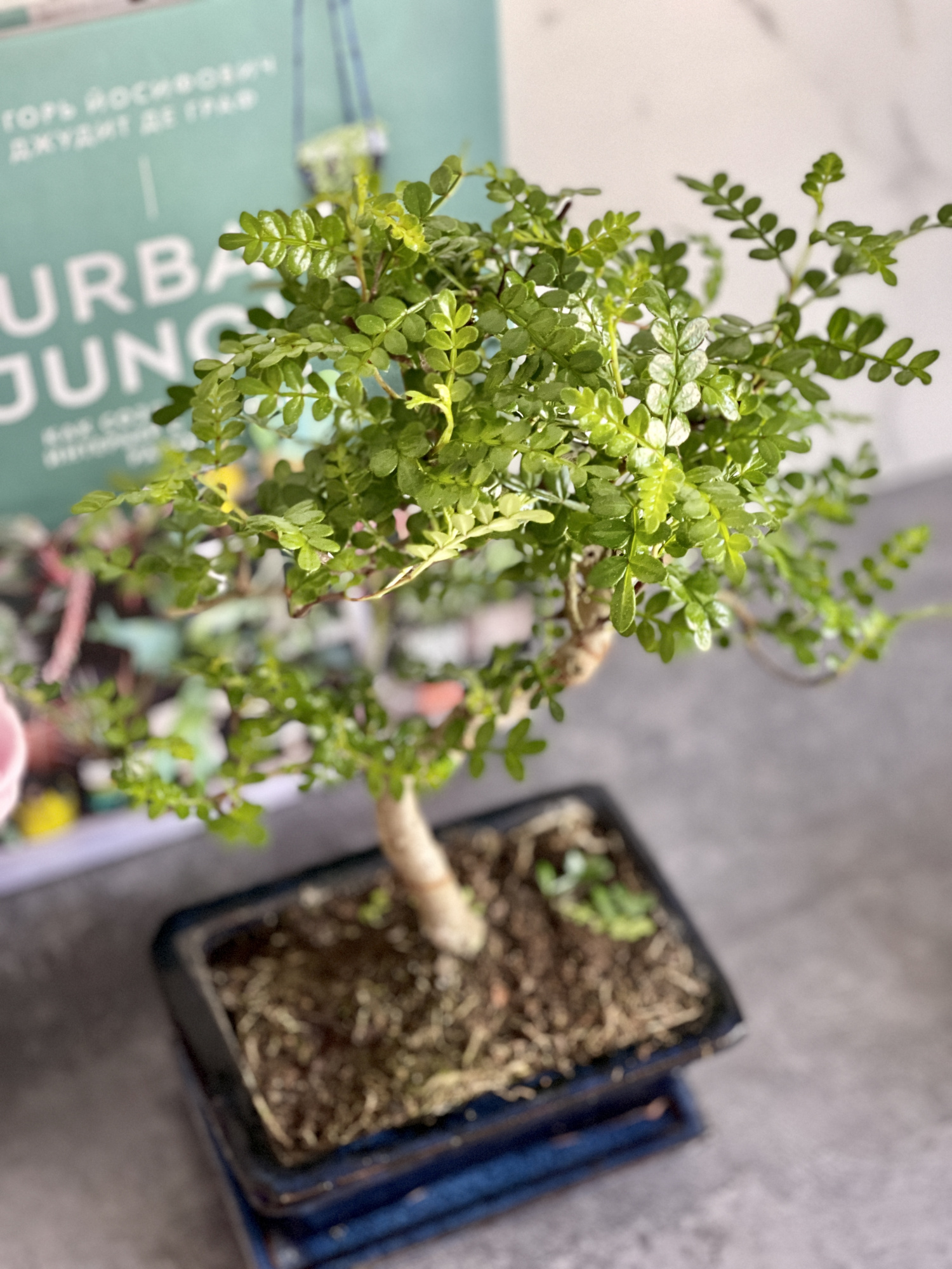 Бонсай Зантоксилум, Желтодревесник Извилистый (Bonsai Zanthoxylum)