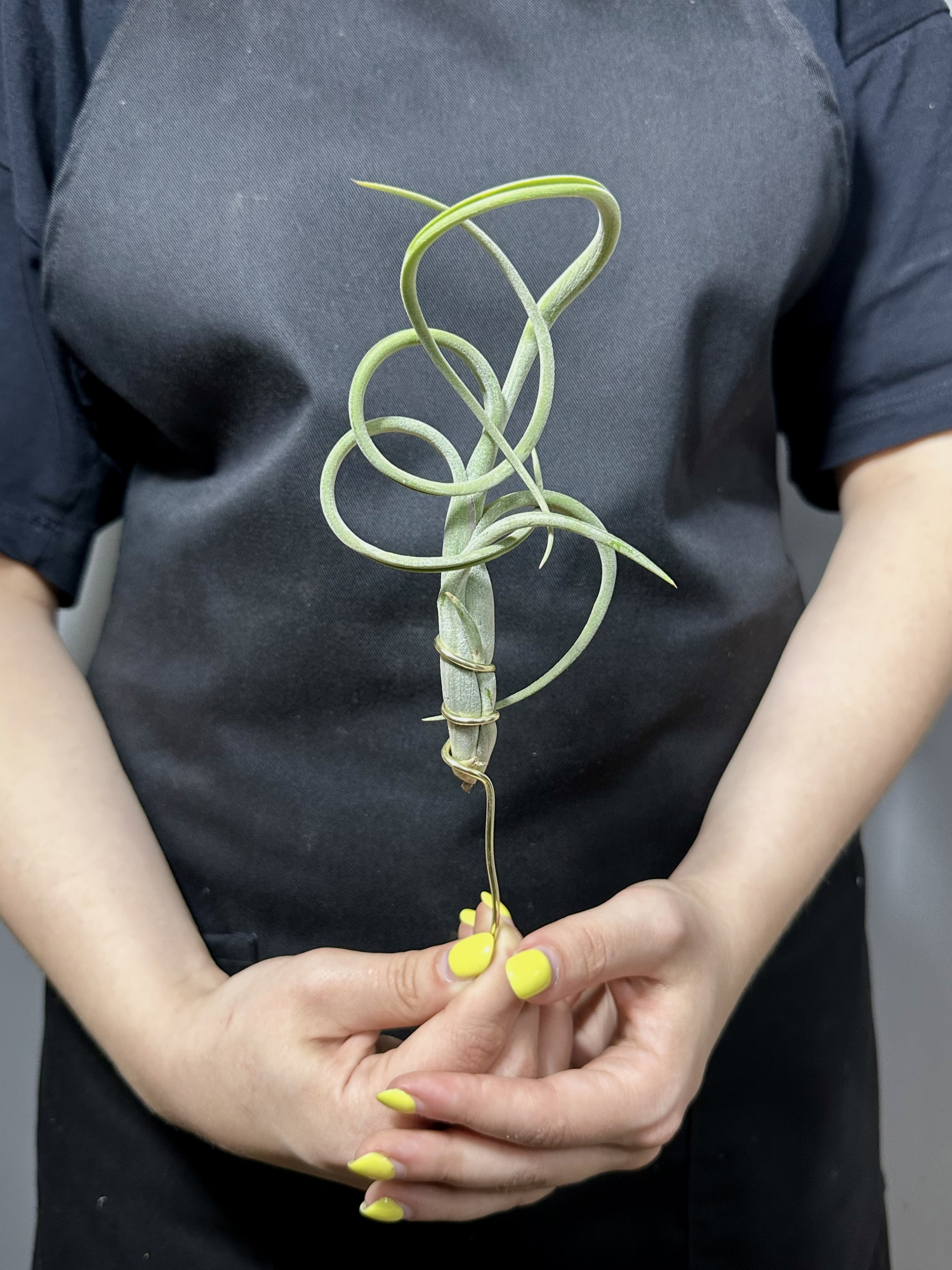 Тилландсия Интермедиа (Tillandsia Intermedia)