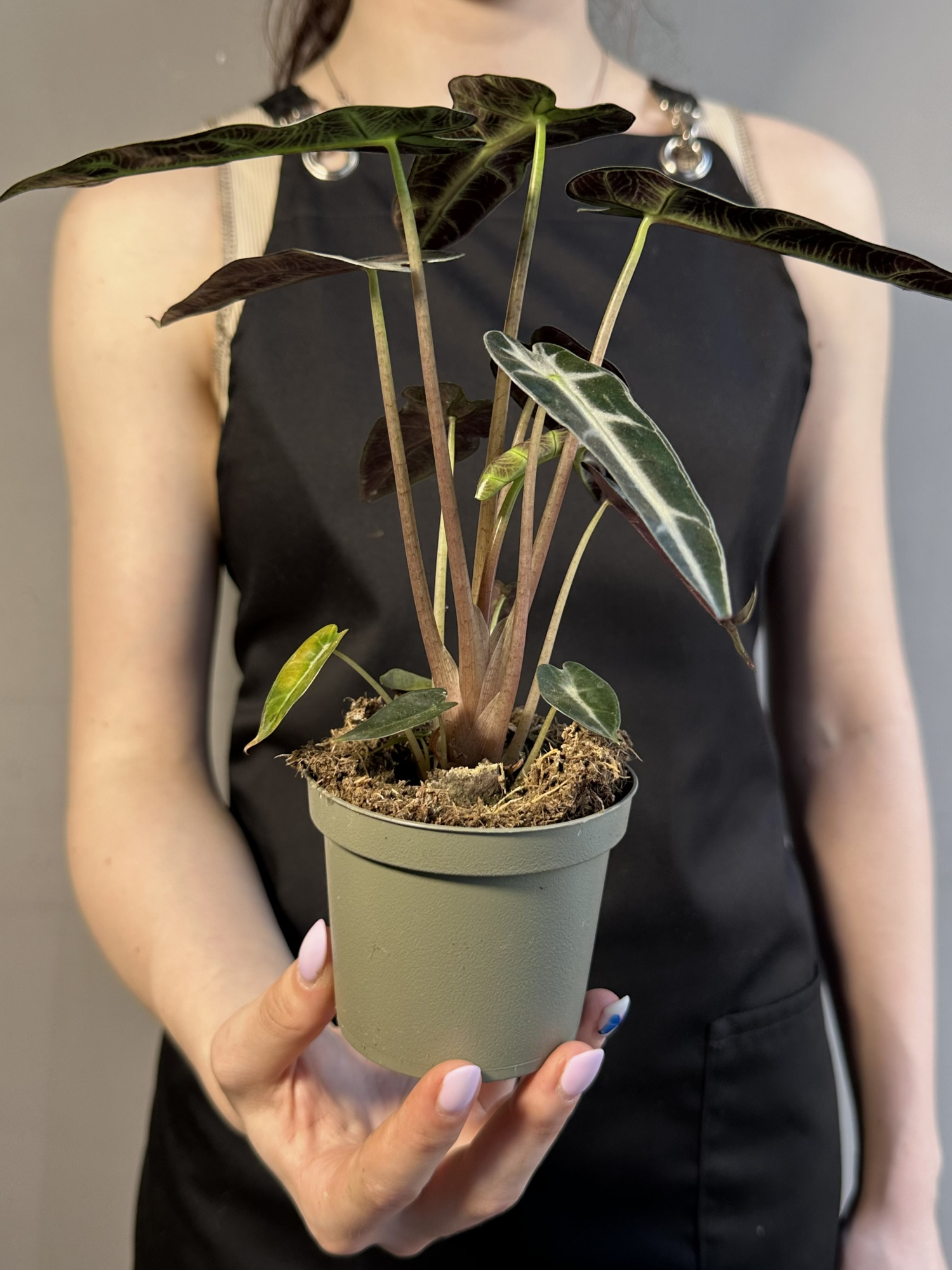 Алоказия Бамбино Эрроу (Alocasia Amazonica Bambino Arrow) D9см