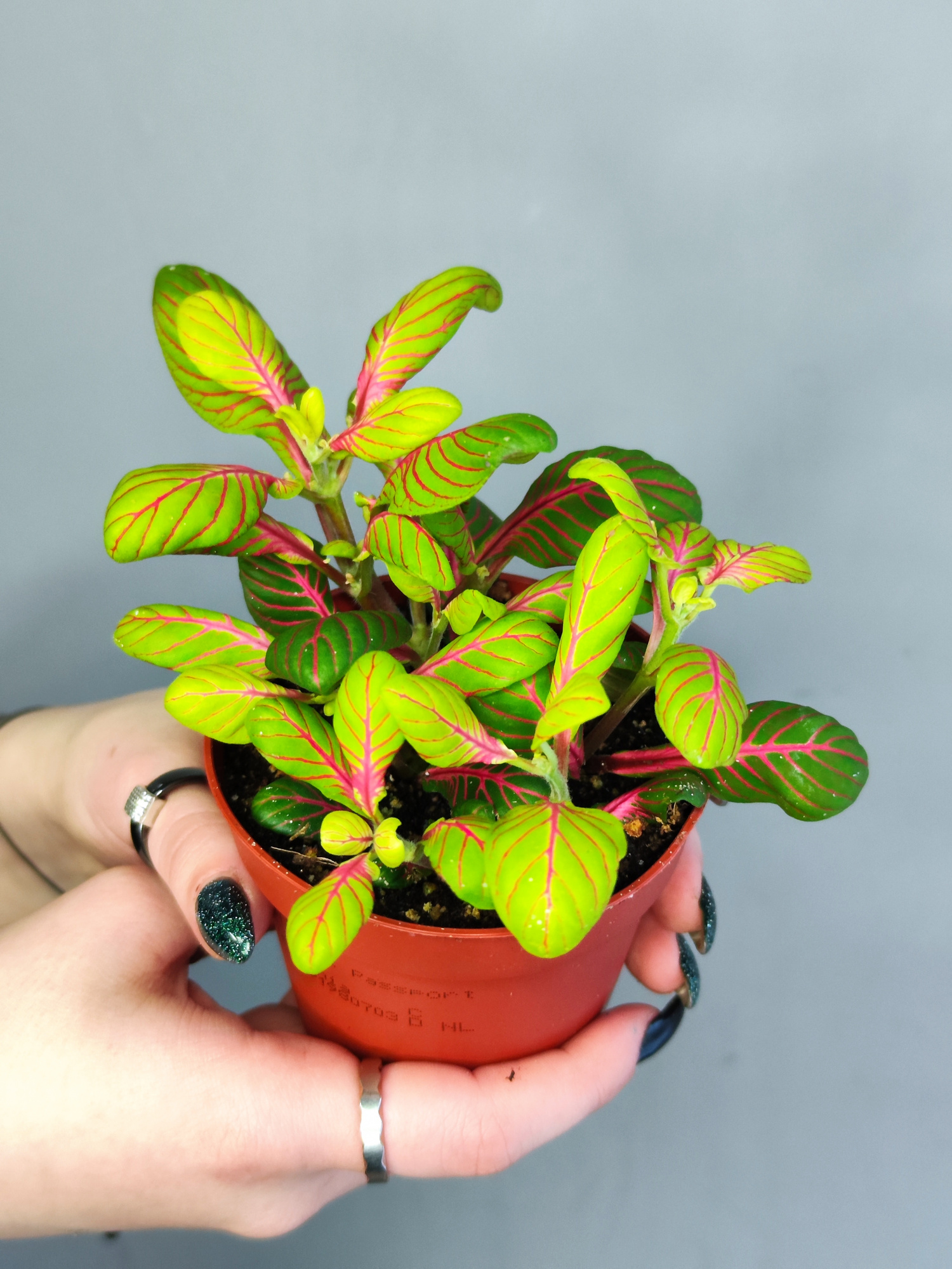 Фиттония Баббл Грин (Fittonia Bubble Green) D8,5см
