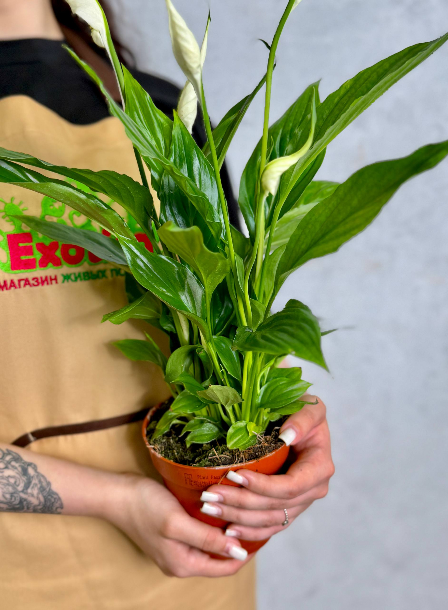 Спатифиллум Торелли (Spathiphyllum Torelli) D12см