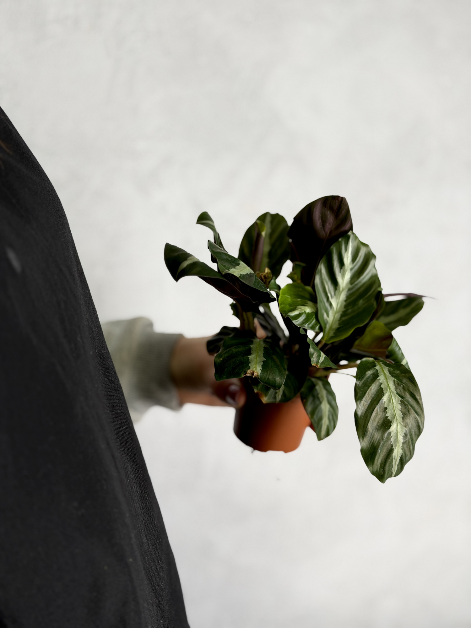 Калатея Ундулата (Calathea Undulata) D7см