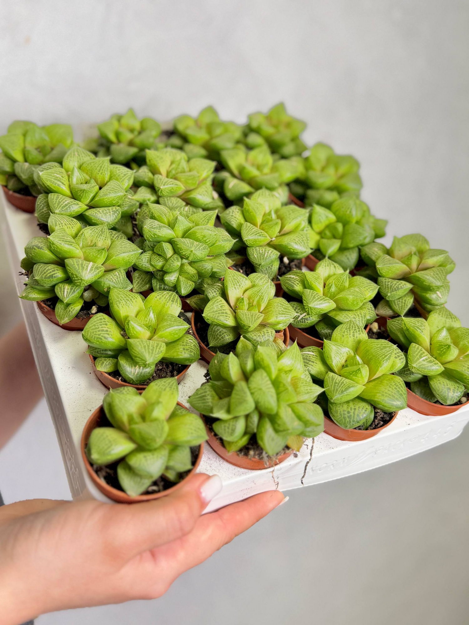 Хавортия Комптониана (Haworthia Сomptoniana) D5см