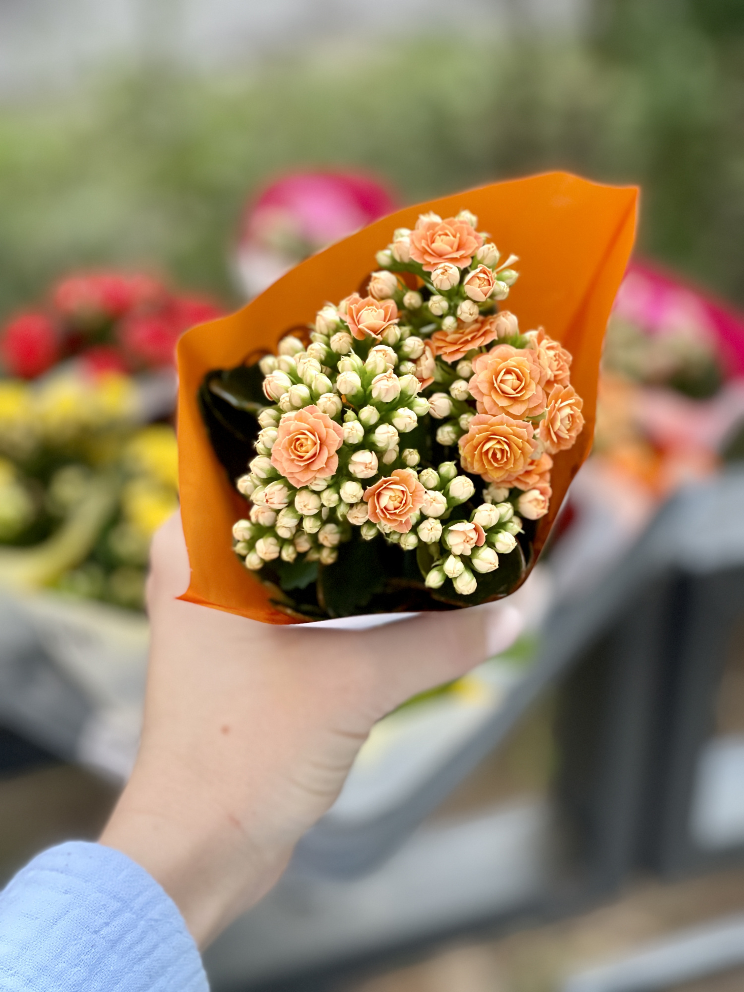 Каланхоэ Розалина Персиковая (Kalanchoe Rosalina Orange) D6см