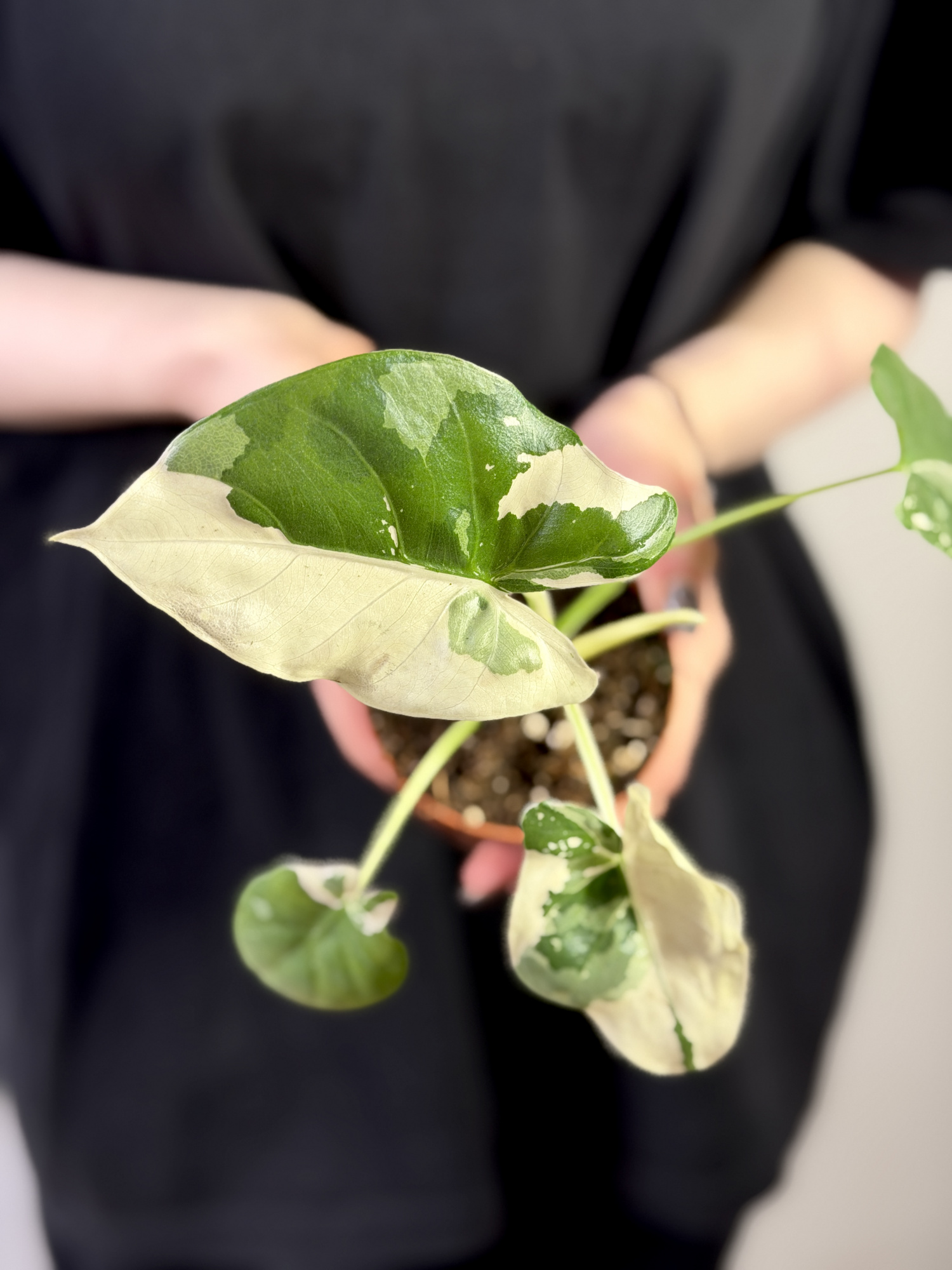 Алоказия Макрориза Вариегатная (Alocasia Macrorrhiza Variegata) D9см
