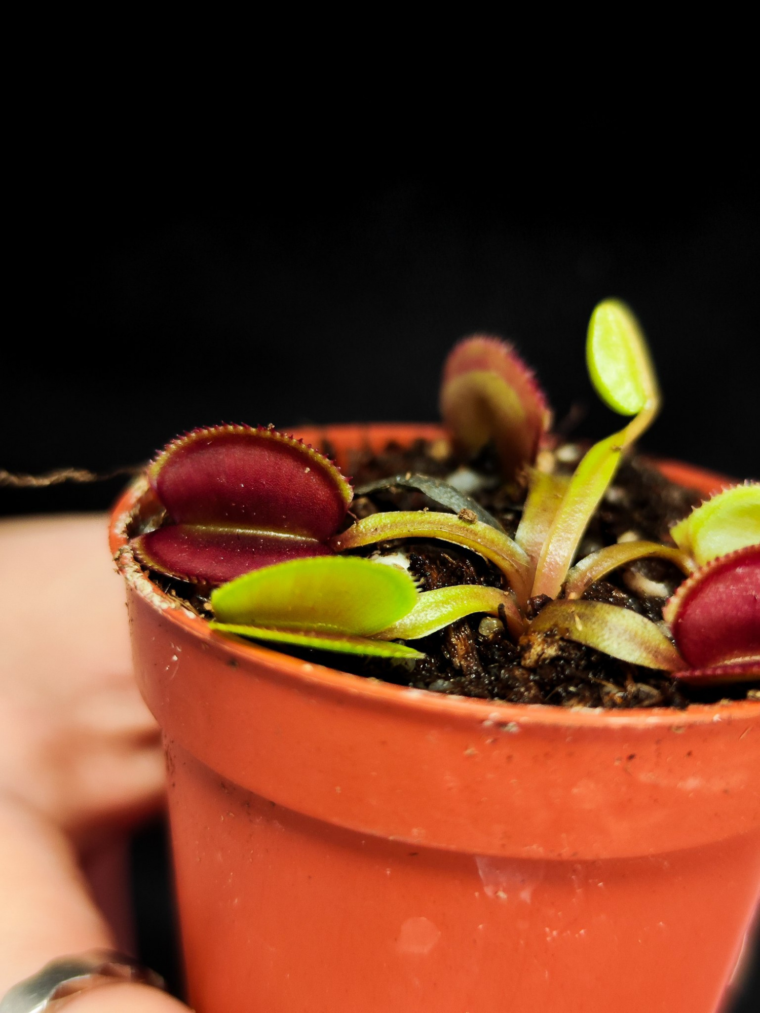 Венерина Мухоловка Перископ (Dionaea Muscipula Periscope) D5см