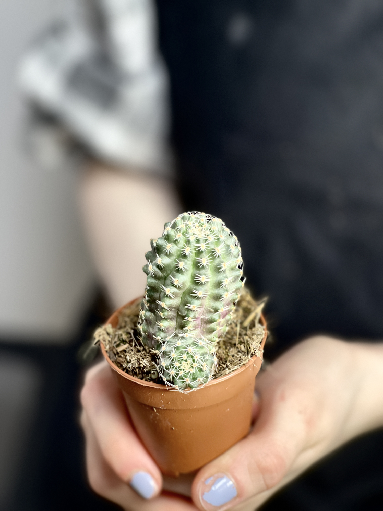Ребуция Пигмея (Rebutia Pygmaea) D5см