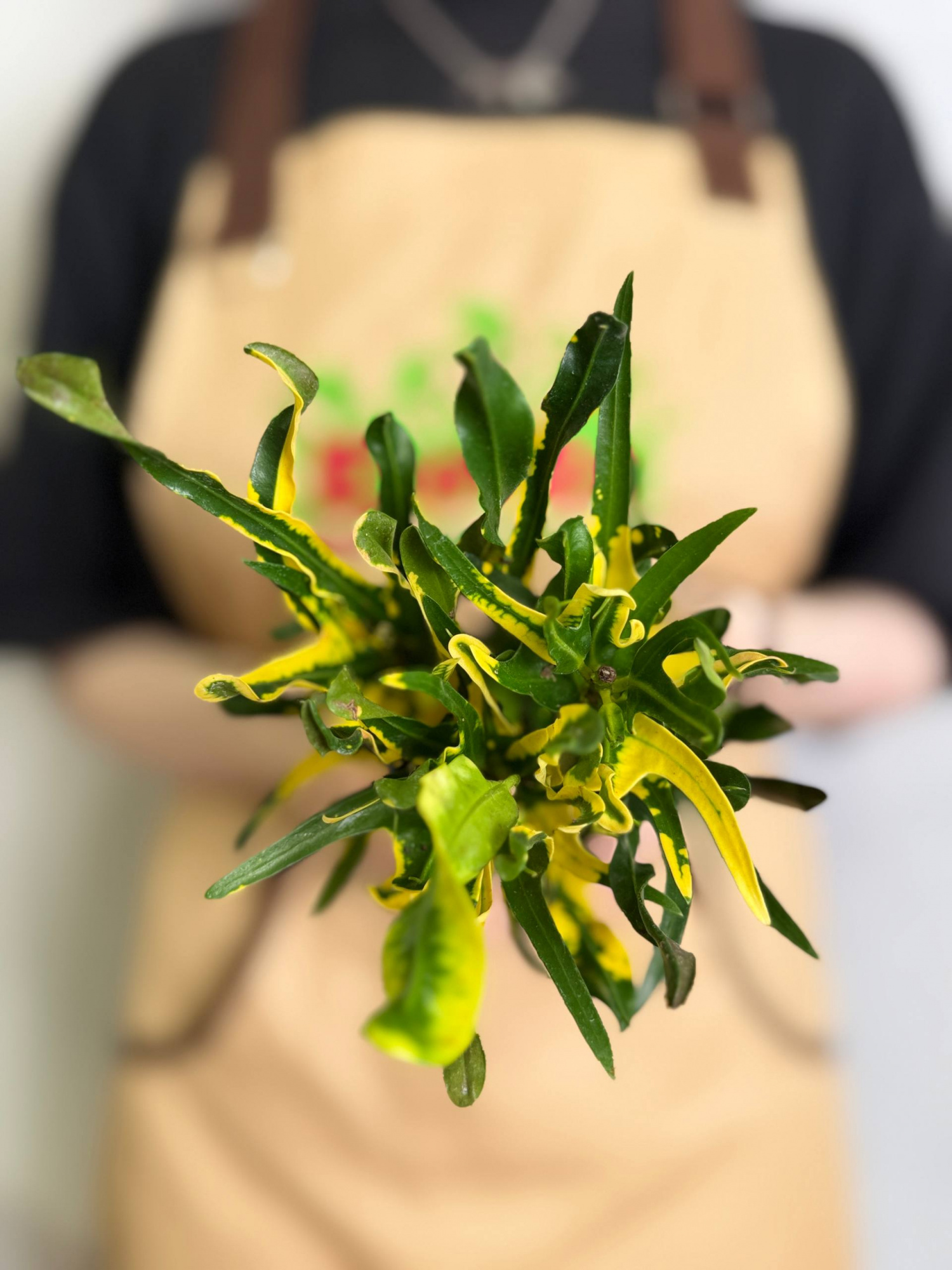 Кодиеум Пигтейл (Codiaeum Pigtail) D7см