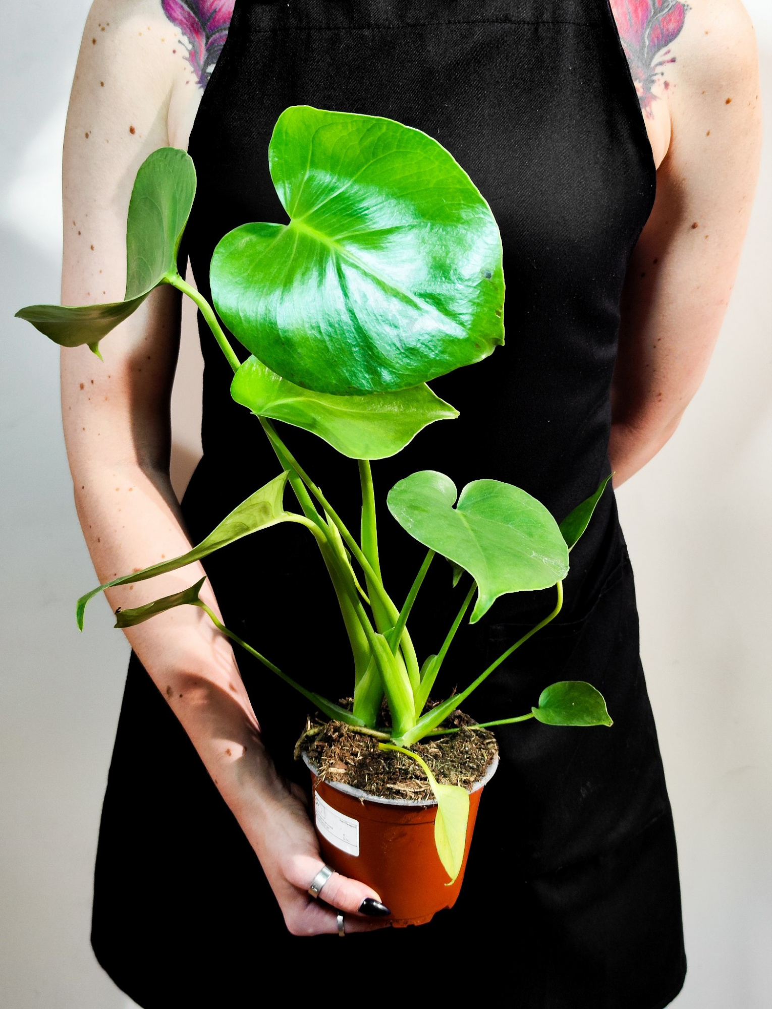Монстера Деликатесная (Monstera Deliciosa) D12см
