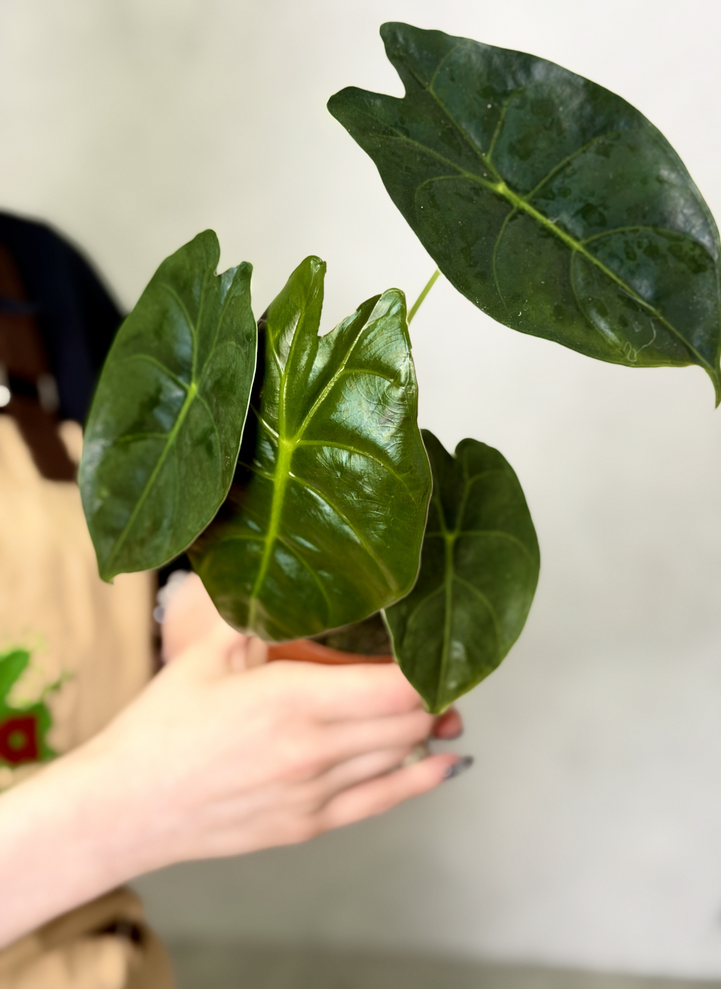 Алоказия Голден Бонни (Alocasia Golden Bone) D8см
