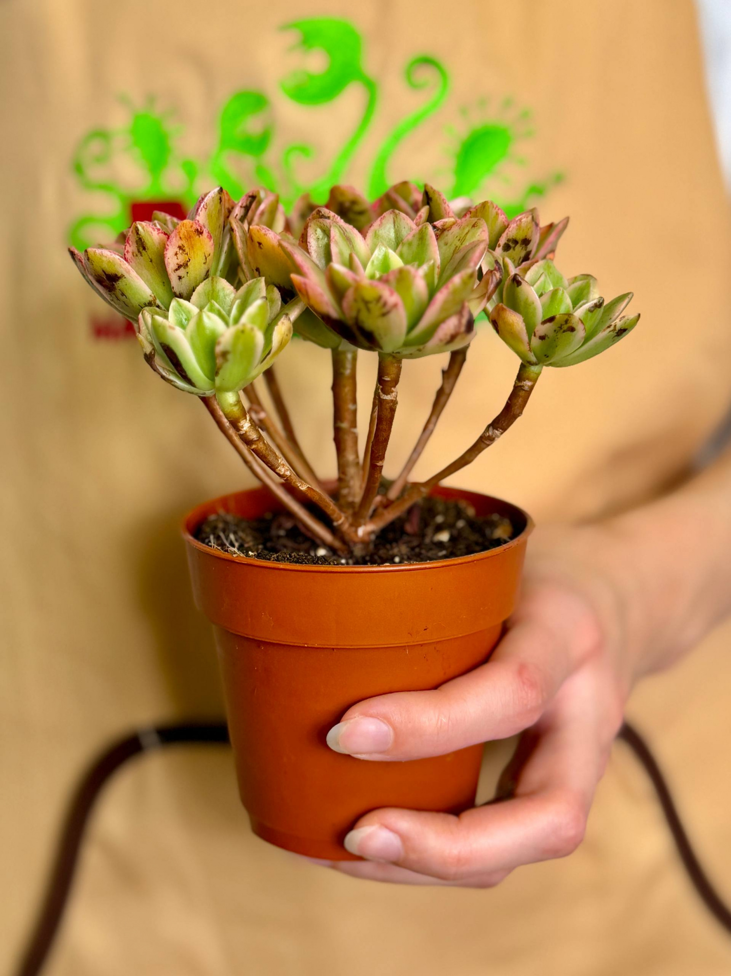 Эониум Вариегатный Бронзовая Медаль (Aeonium Bronze Medal Variegata) D8,5см