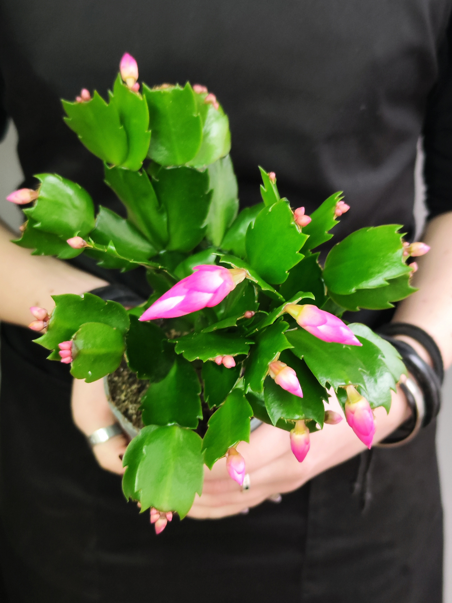 Декабрист Розовый, или Шлюмбергера (Schlumbergera Tendenza Rosa) D9см