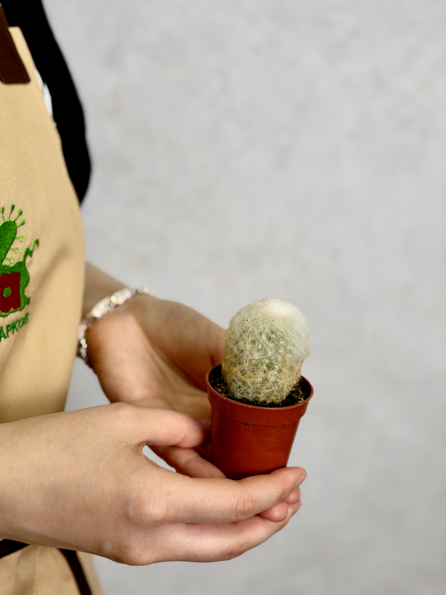 Кактус Аустроцефалоцереус Дибовского Одиночный (Austrocephalocereus Duwboyskii) D5см