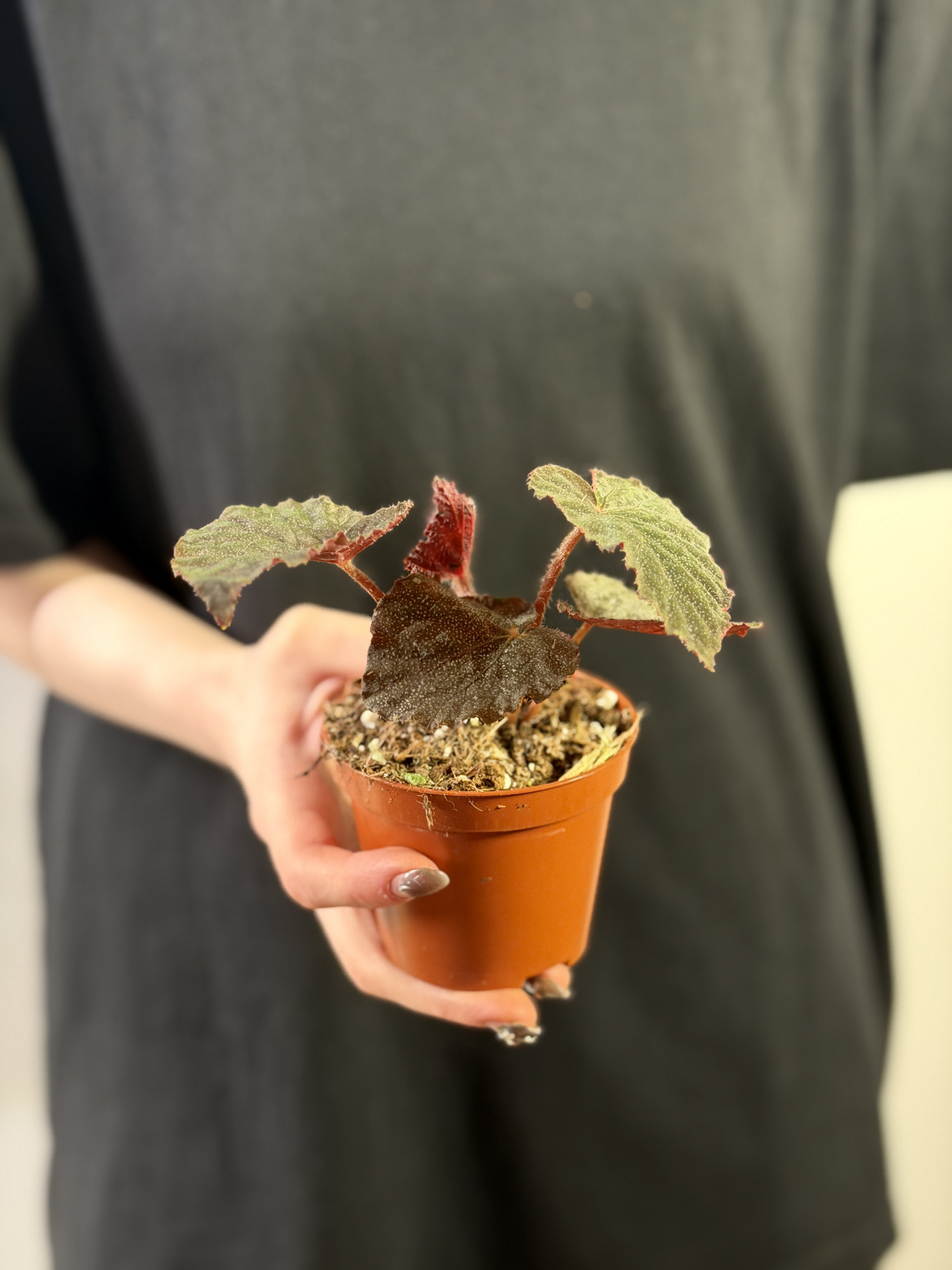 Бегония Таконит (Begonia Taconite) D8см