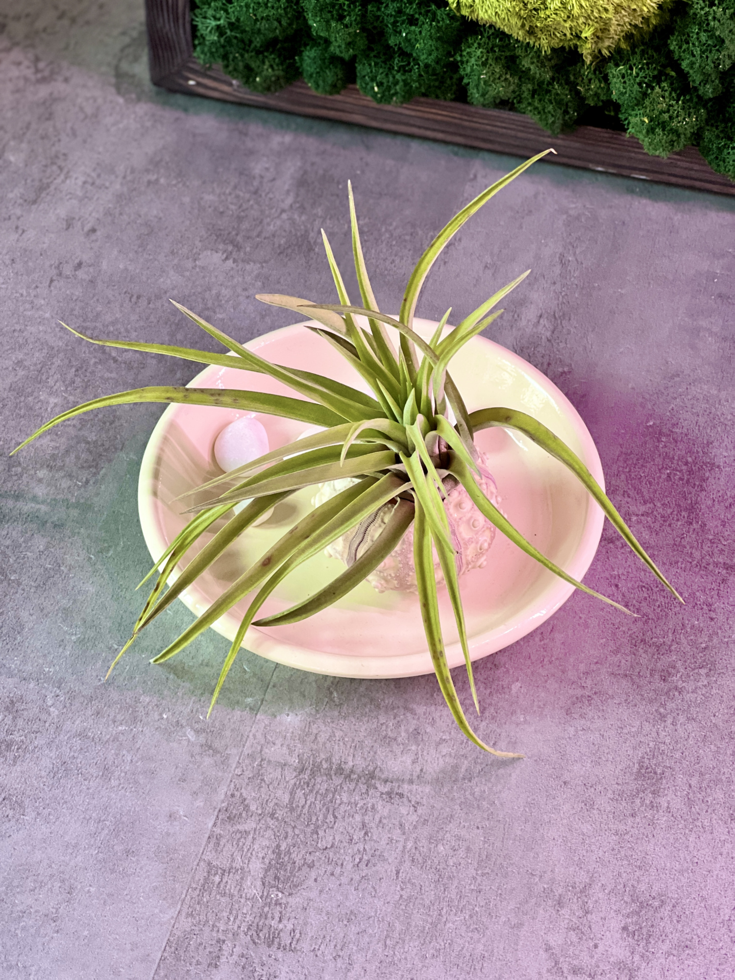 Тилландсия Мэджик  (Tillandsia Magic)