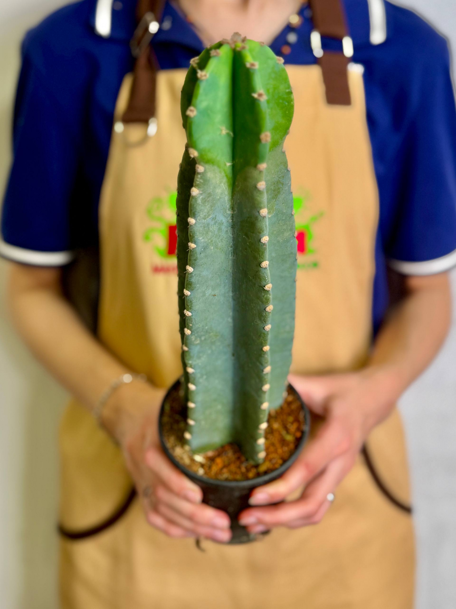 Китайский Цереус, Кактус Cанзанг (Cactus Sanzang) D11см