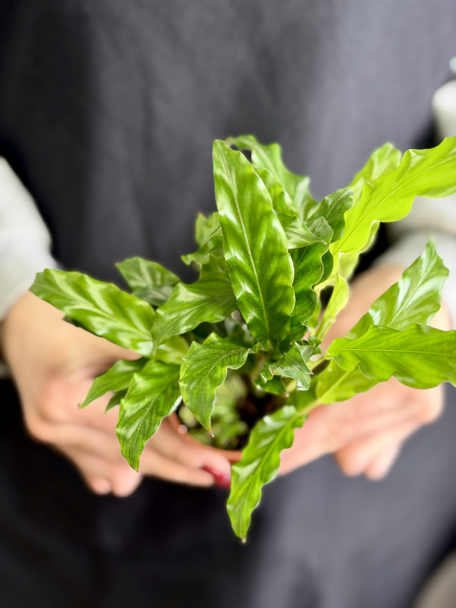 Калатея Руфибарба (Calathea Rufibarba) D7см