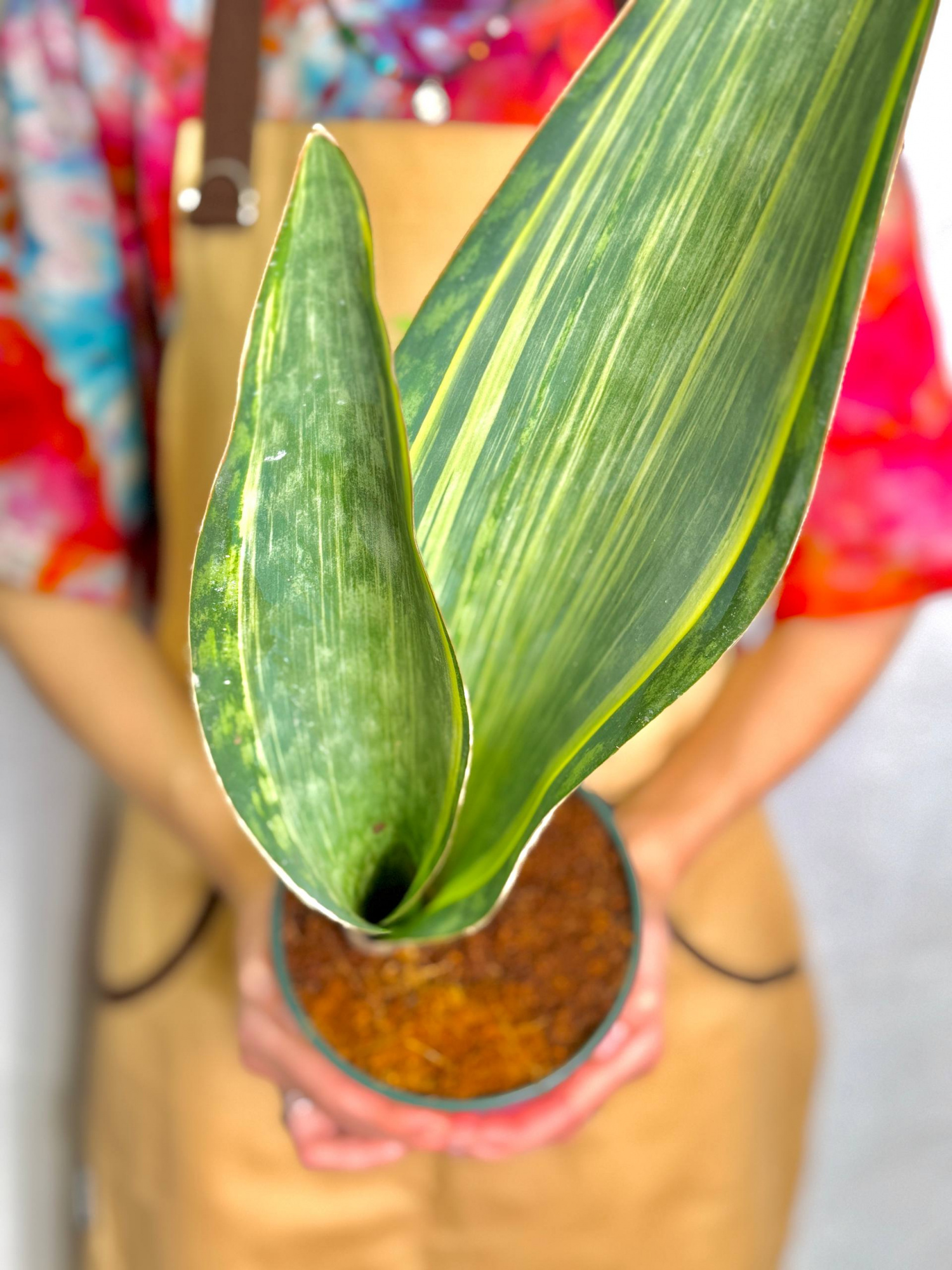 Сансевиерия Масониана Ауреа Вариегата (Sansevieria Masoniana Aurea Variegata) D14см