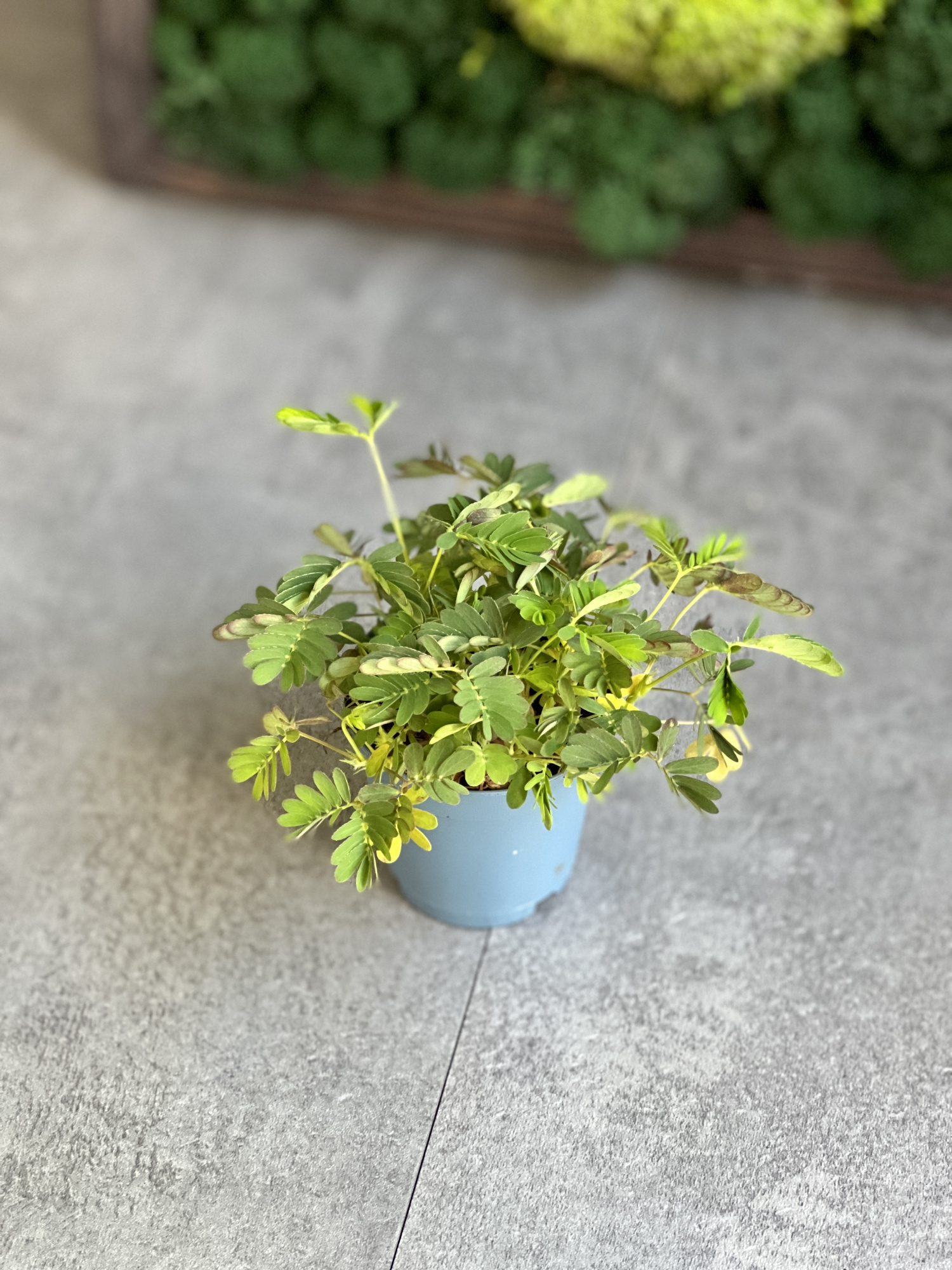 Стыдливая мимоза (Mimosa Pudica) D6см