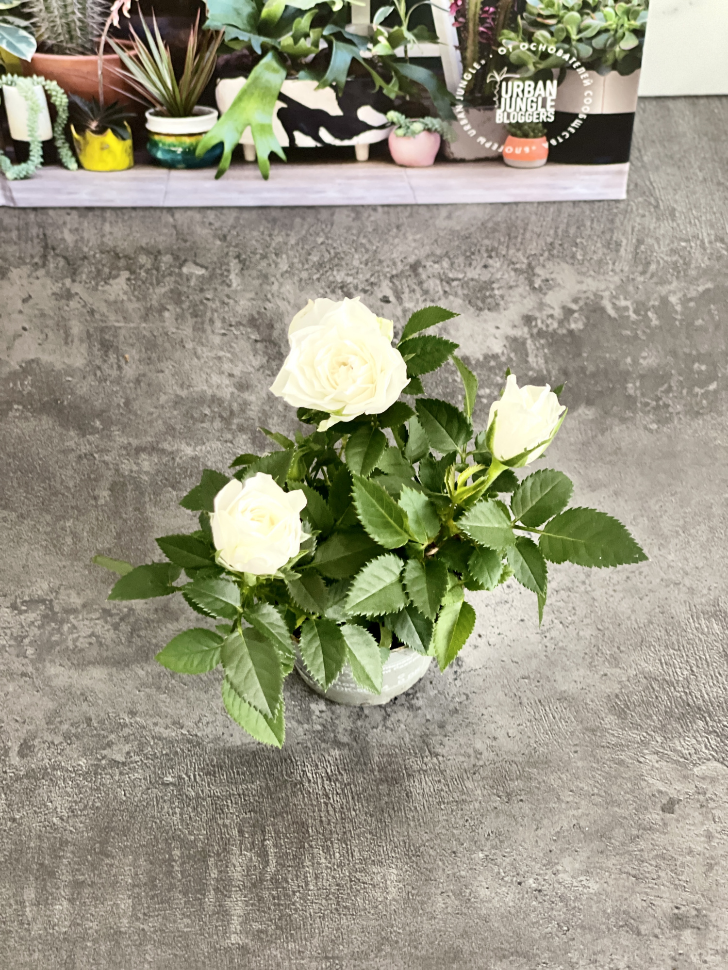 Роза Даника комнатная белая (Rosa Danica "White") D6см