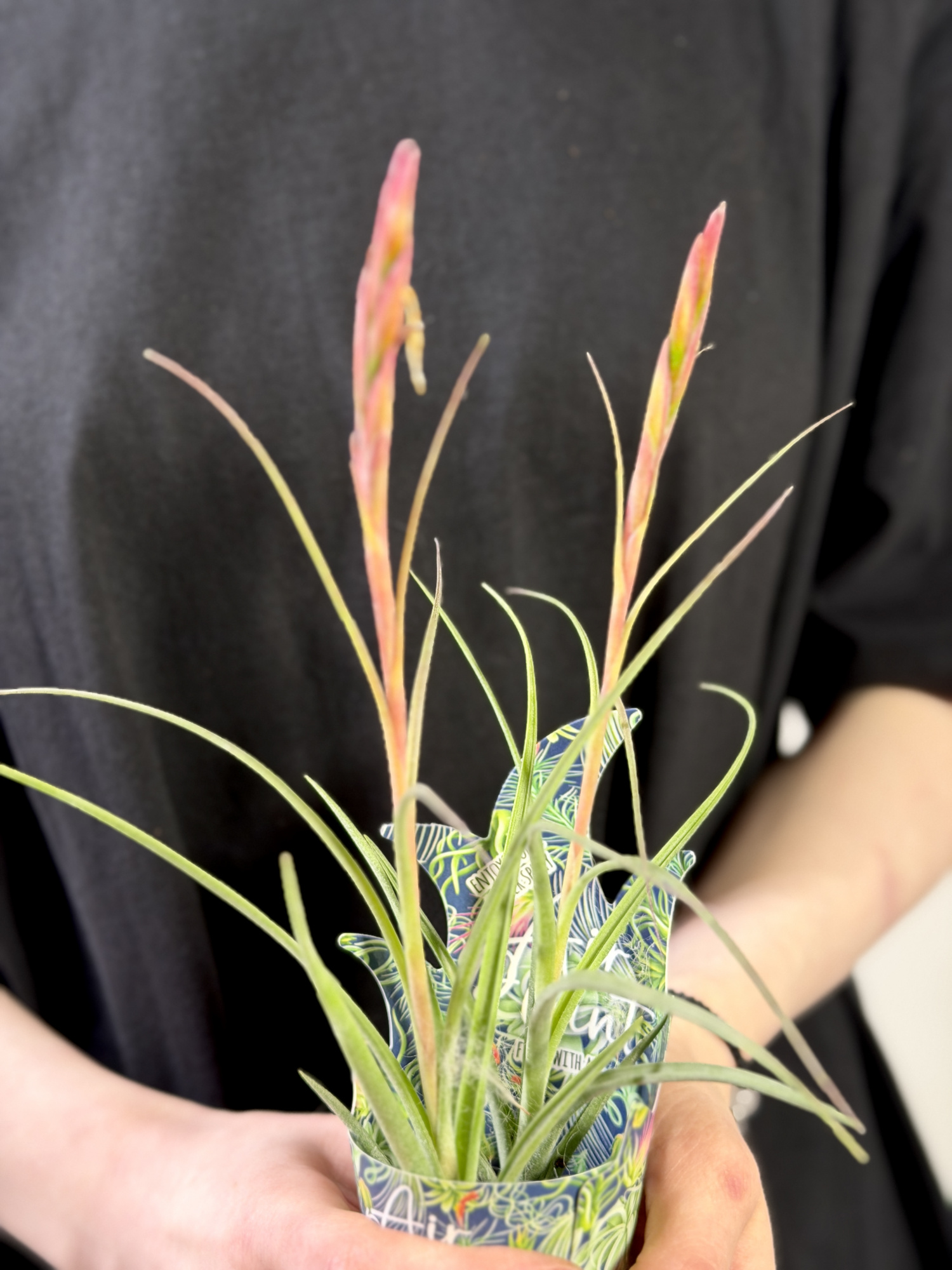 Тилландсия Шидеана (Tillandsia Schiedeana)