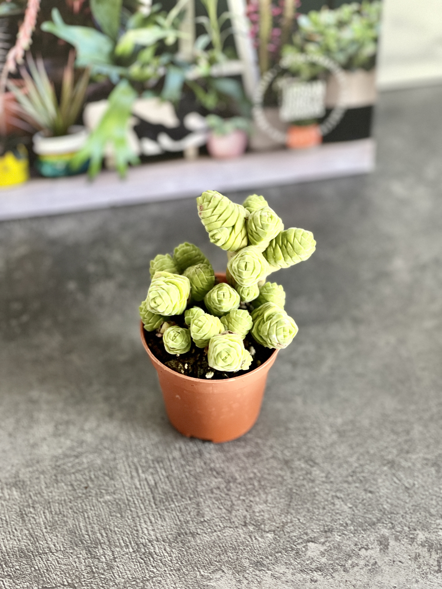 Крассула Колумелла (Crassula Columella) D5см