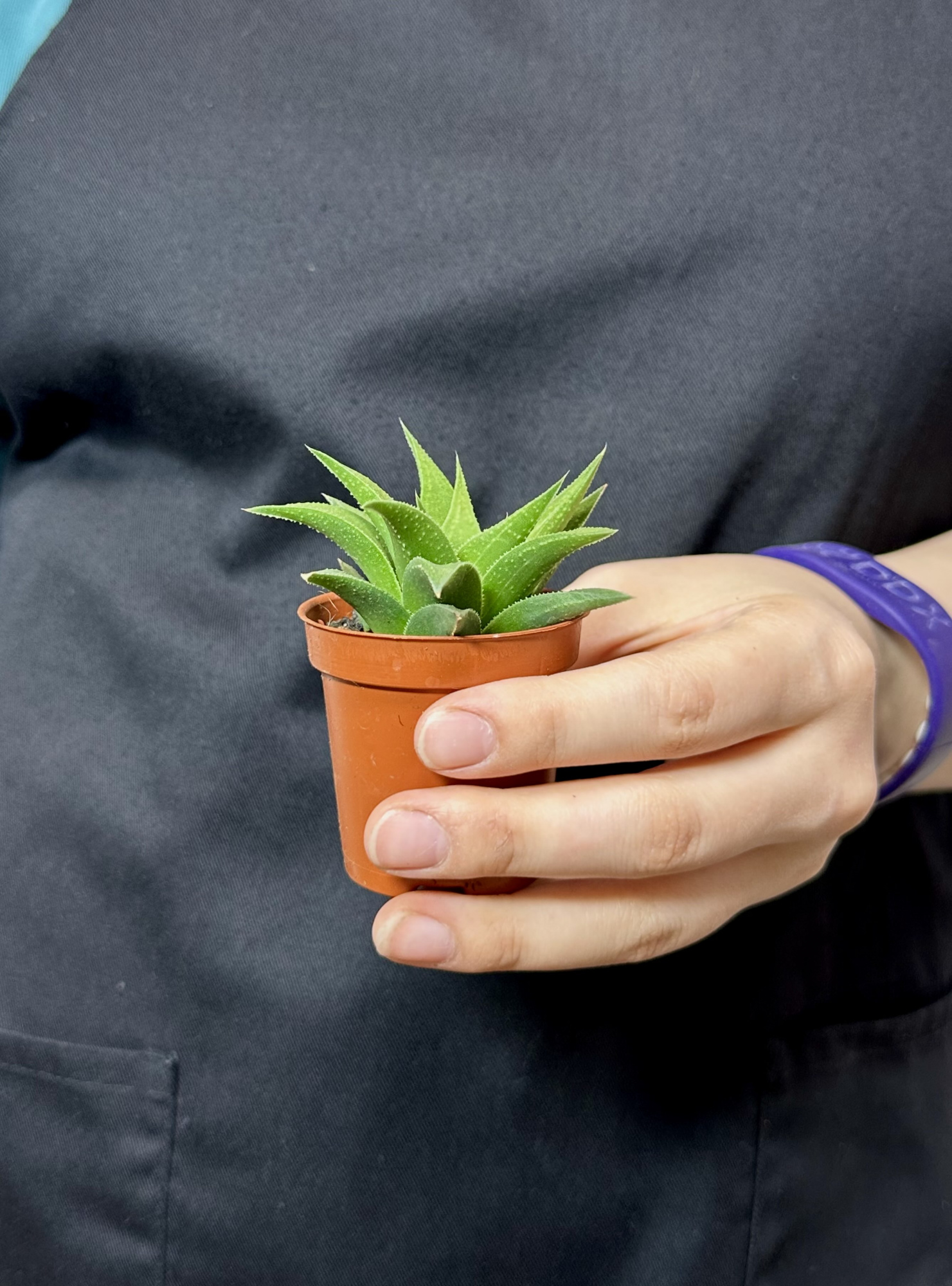 Хавортия Извилистая (Haworthia Tortuosa) D5см