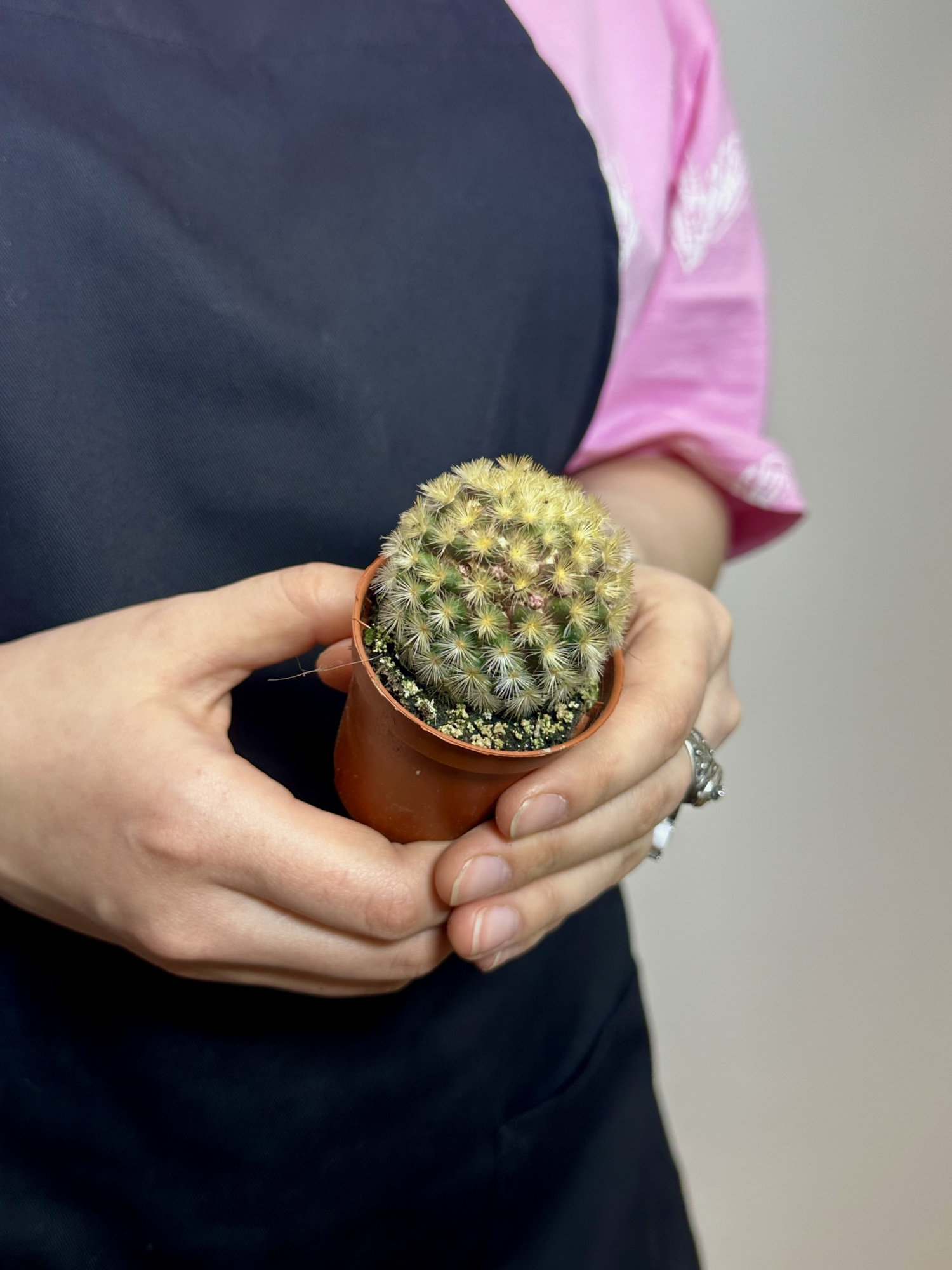Маммиллярия Кармен Рубриспина (Mammillaria Carmenae Rubrispinus) D5см
