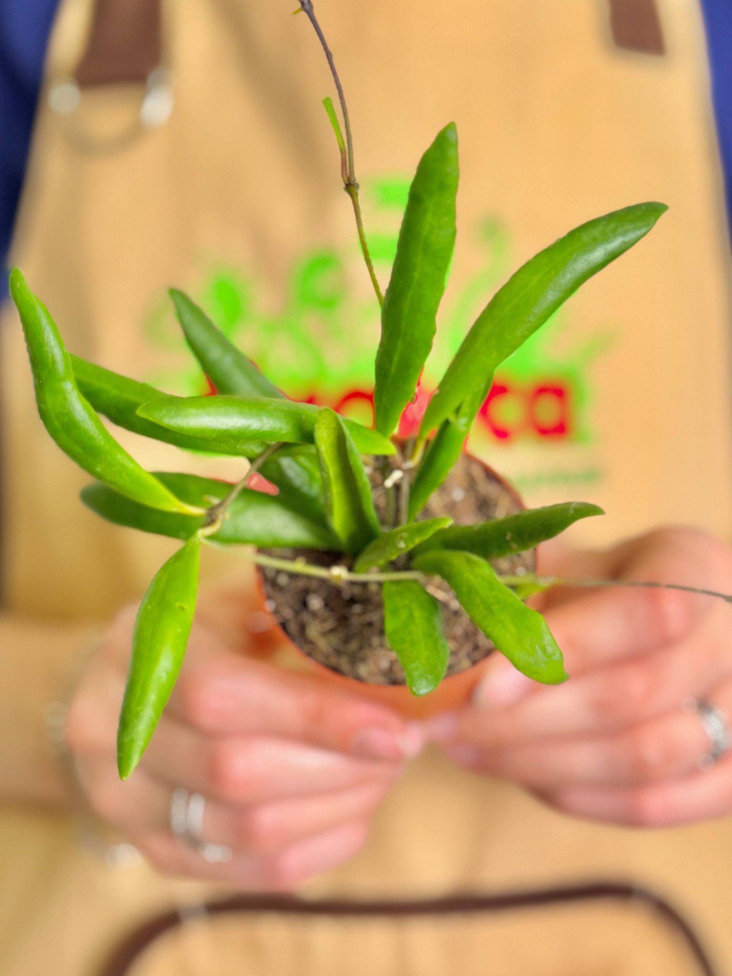 Хойя Лохери (Hoya Loheri) D8см